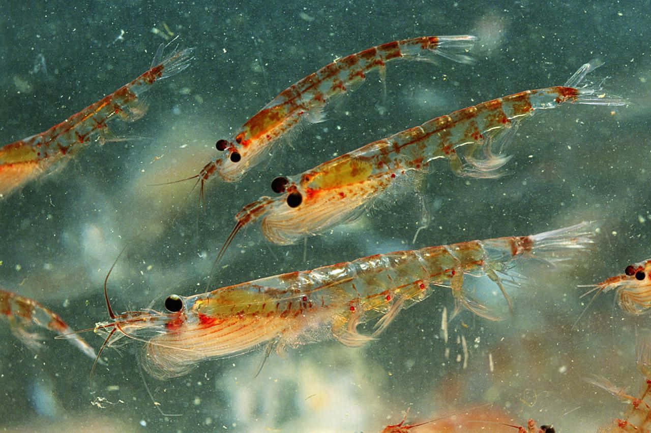 krill, deep blue ocean, orange spots, HD Desktop Wallpaper