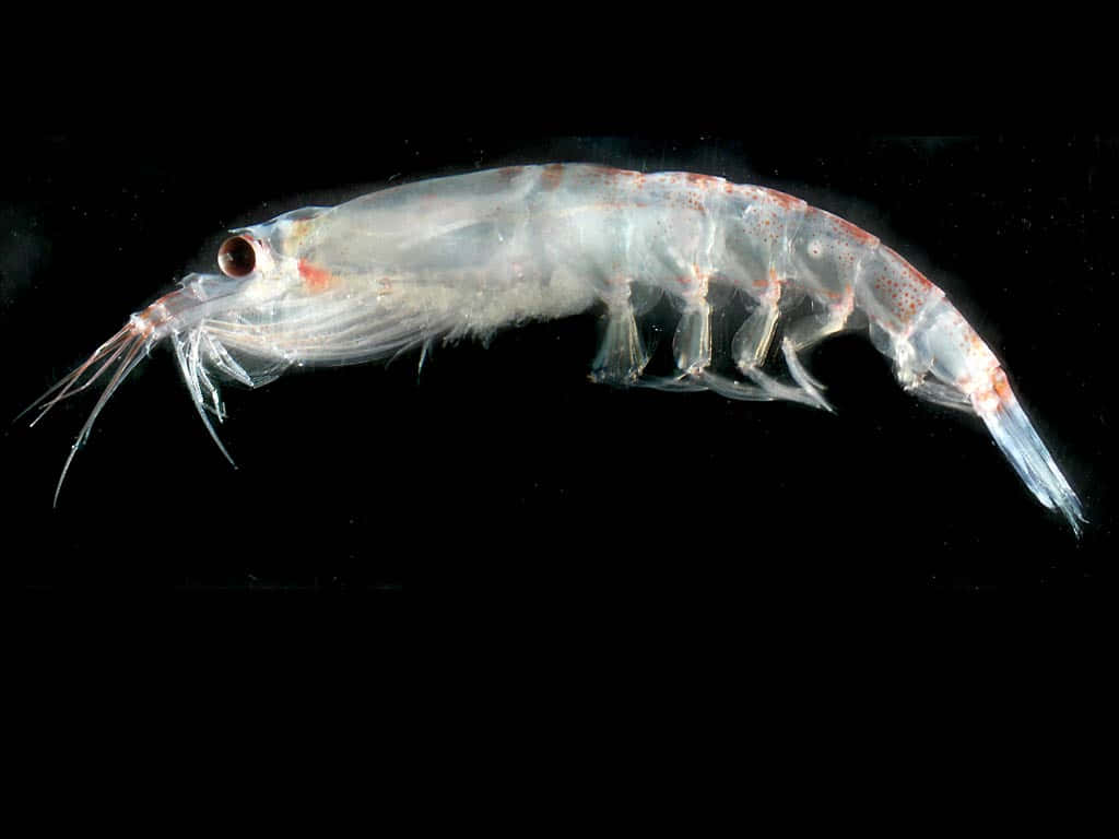 krill, translucent shrimp, red spots, SD Desktop Wallpaper