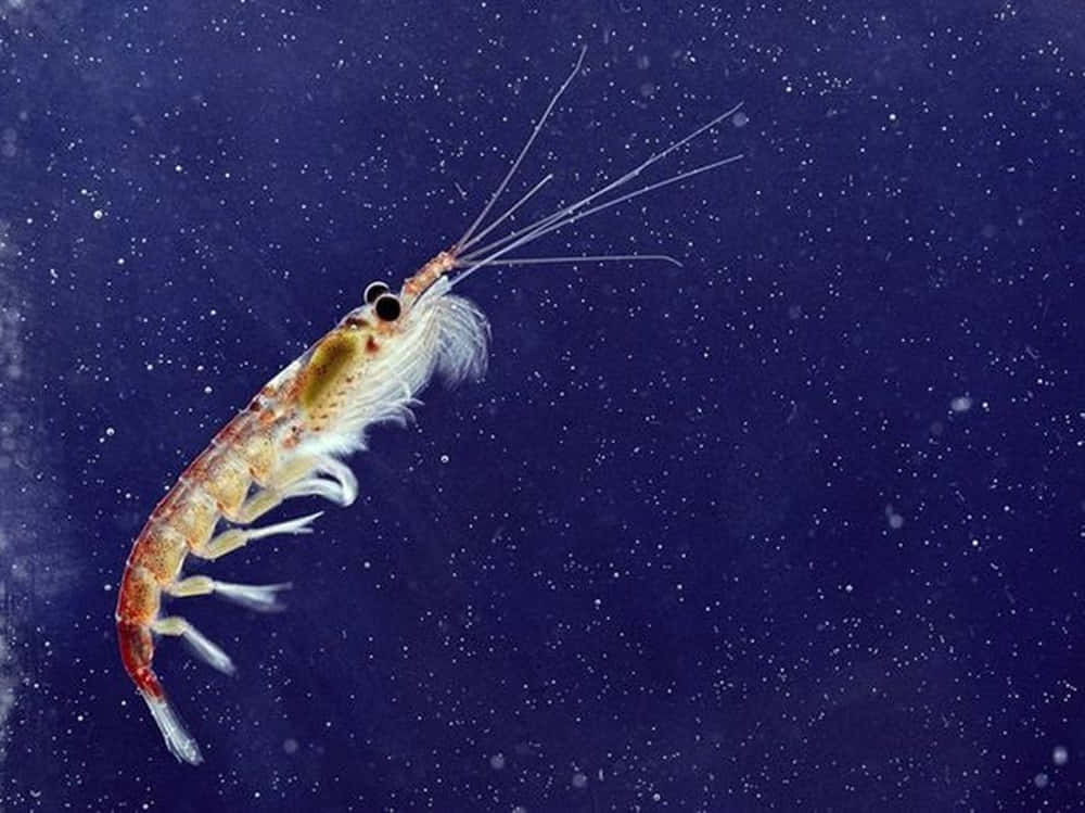 krill, translucent shrimp, long antennae, SD Desktop Wallpaper