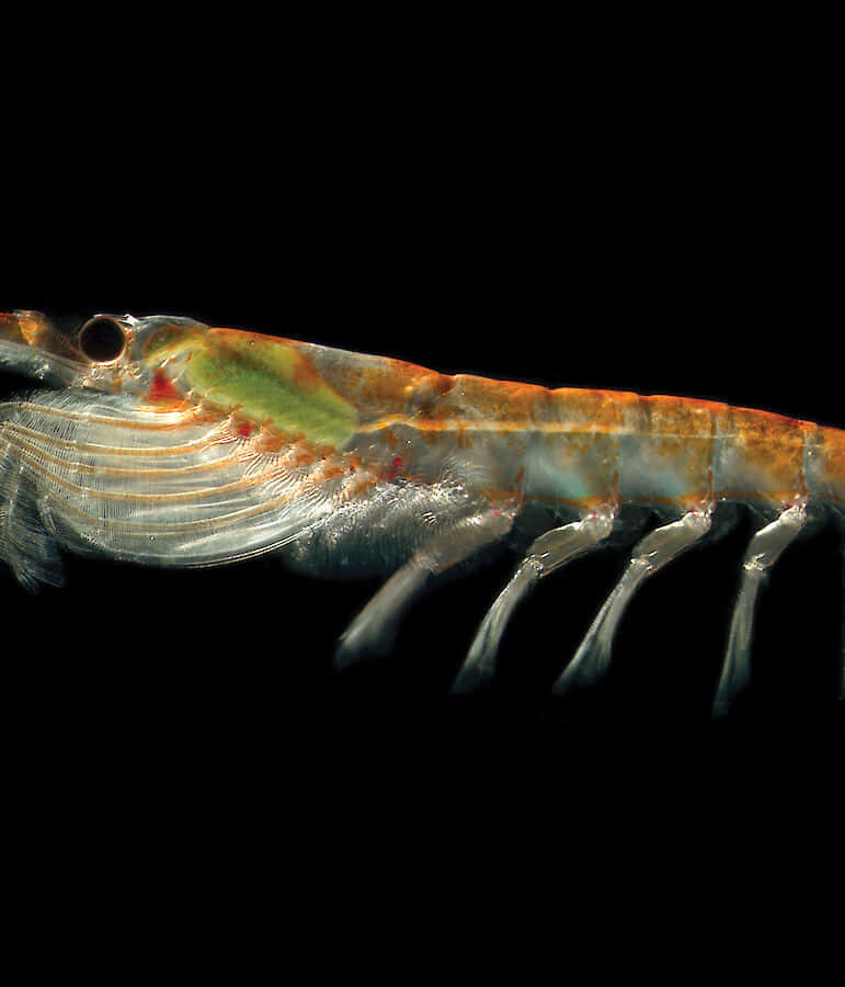 krill, translucent shrimp, orange and green hues, SD Phone Wallpaper