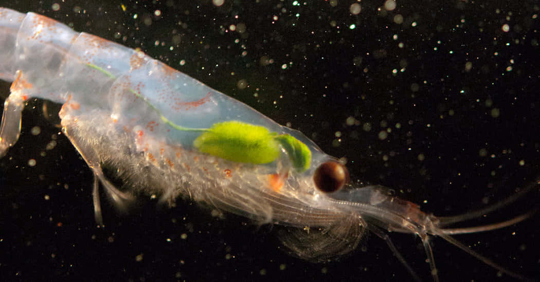 krill, deep sea, translucent shrimp, SD Desktop Wallpaper
