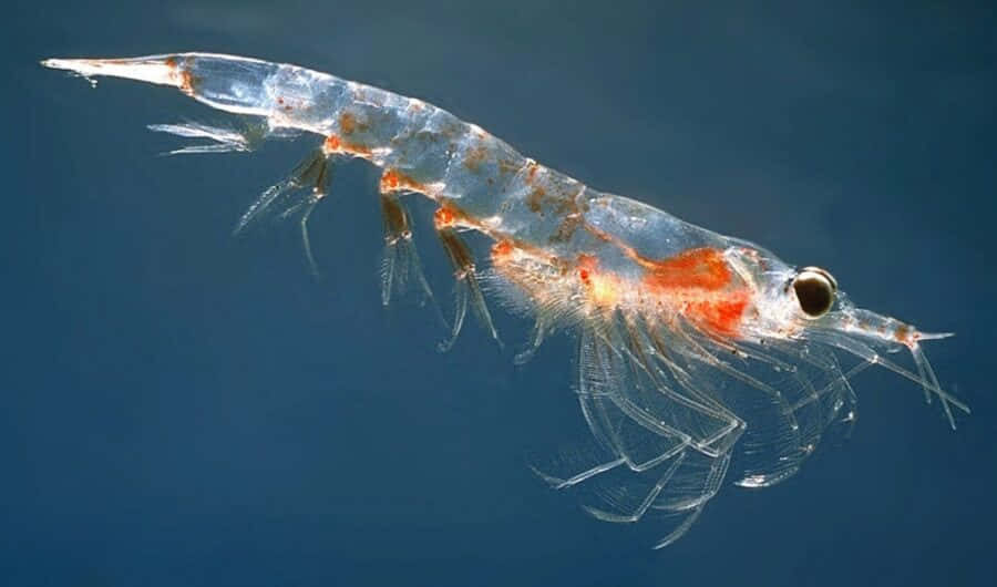 krill, deep blue ocean, translucent shrimp, SD Desktop Wallpaper