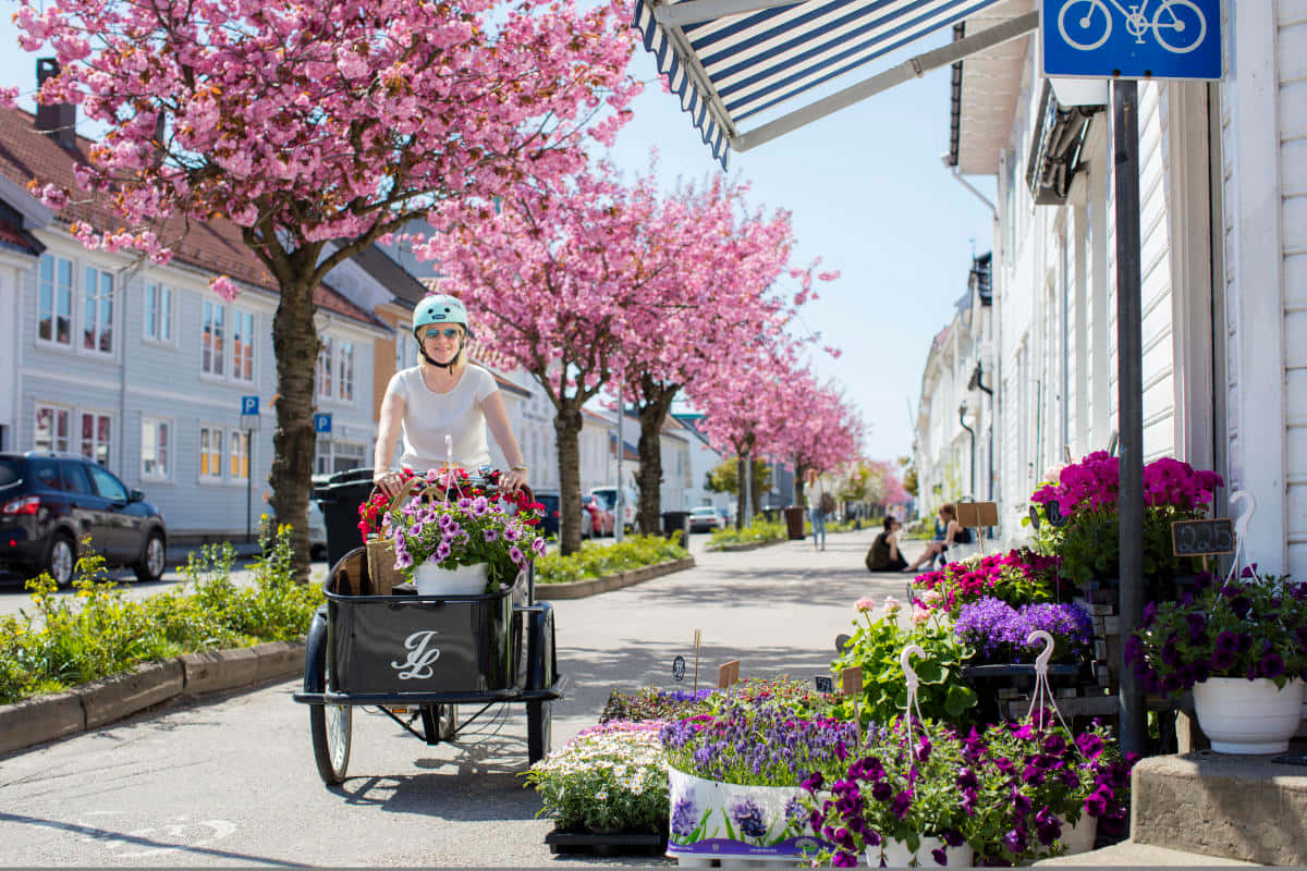 Kristiansand, flower-filled tricycle, sunlit street, SD Desktop Wallpaper