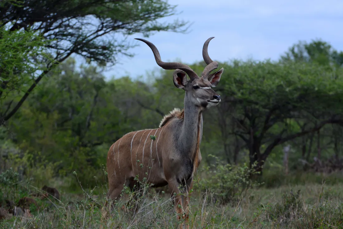 Kudu