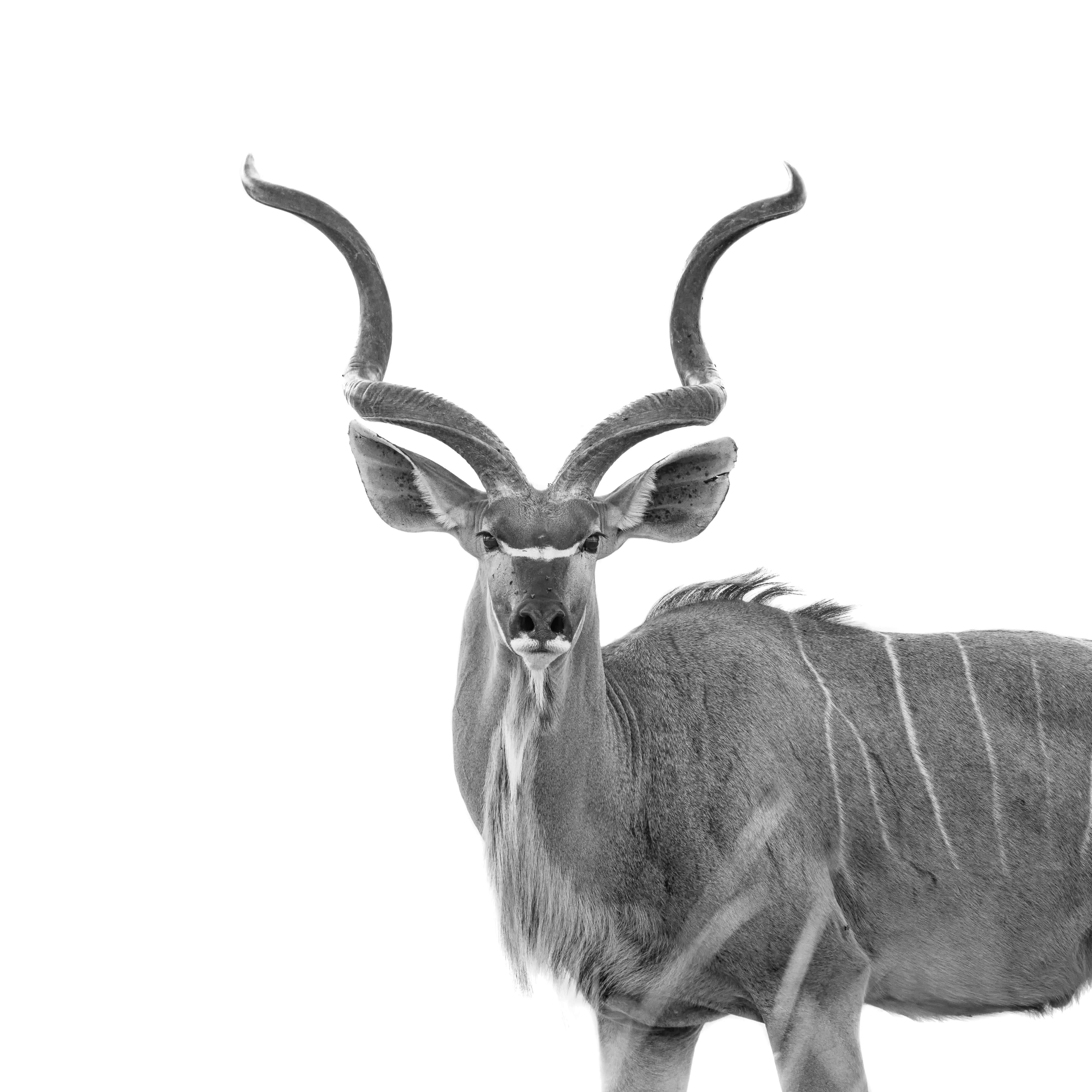 kudu, black and white, spiraling horns, 4K Desktop Wallpaper