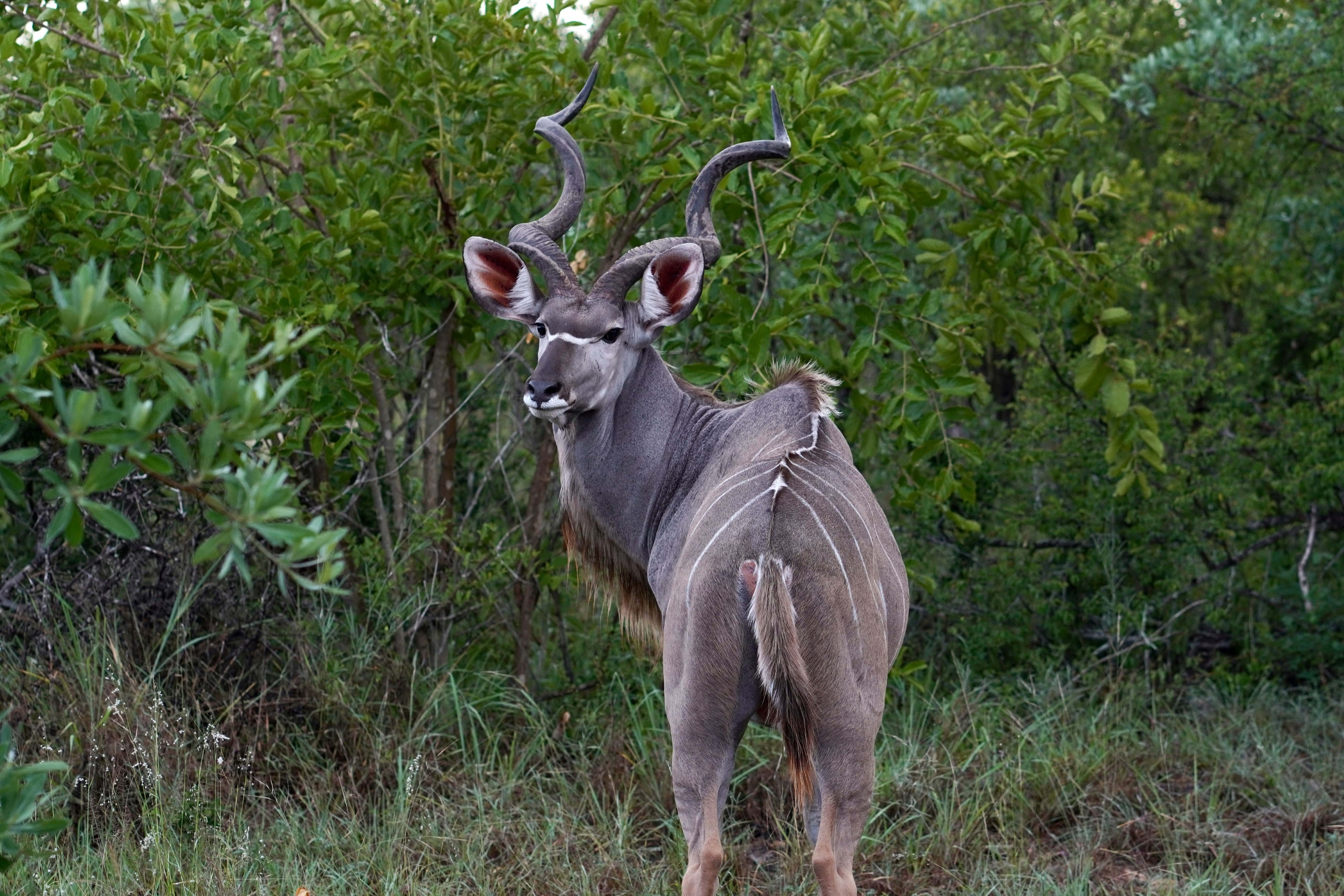 kudu, lush green bushland, curved horns, 5K Desktop Wallpaper