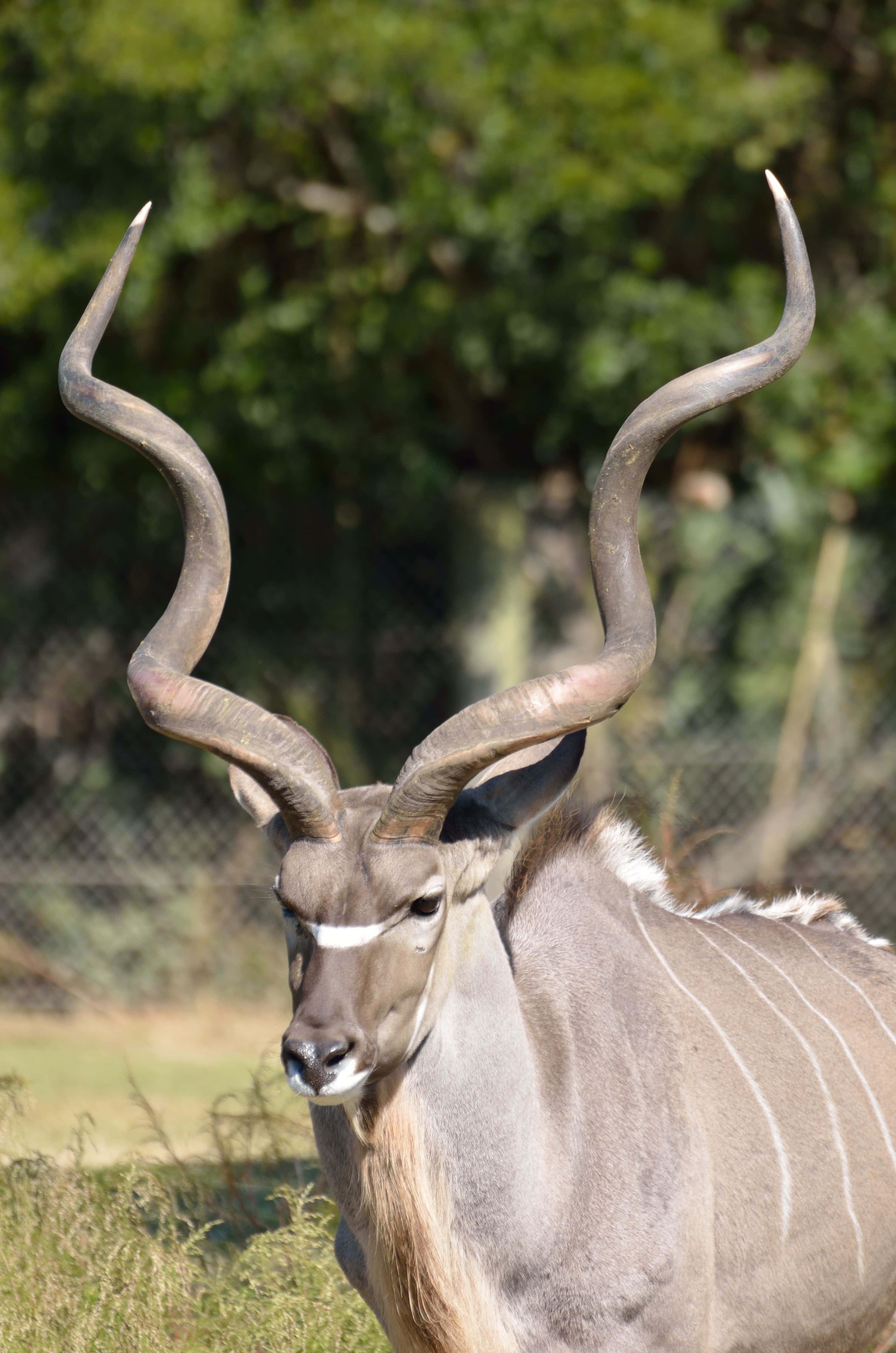 kudu, spiraling horns, sunlit grasses, 4K Phone Wallpaper