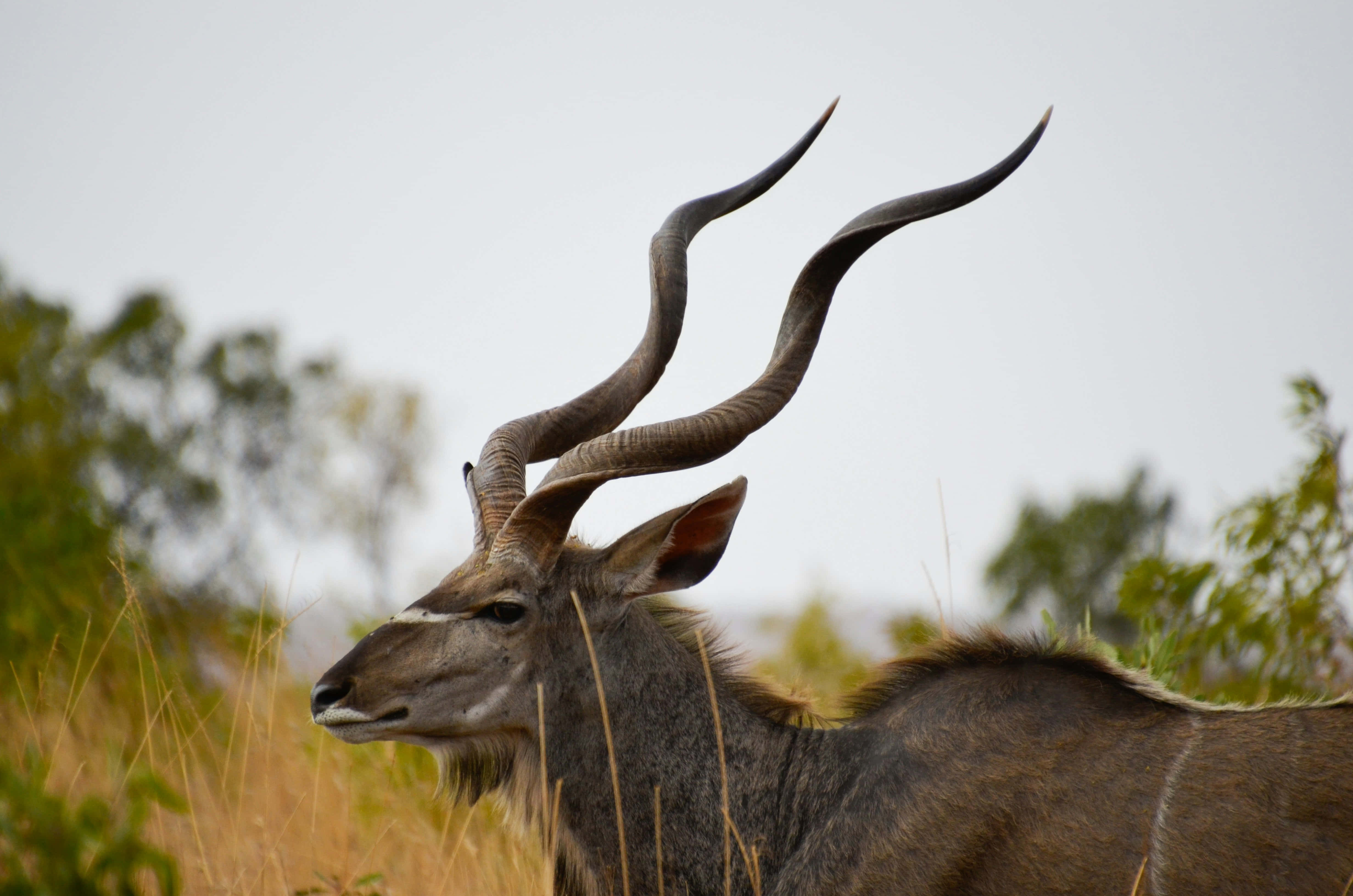 kudu, spiraling horns, golden grasses, 4K Desktop Wallpaper