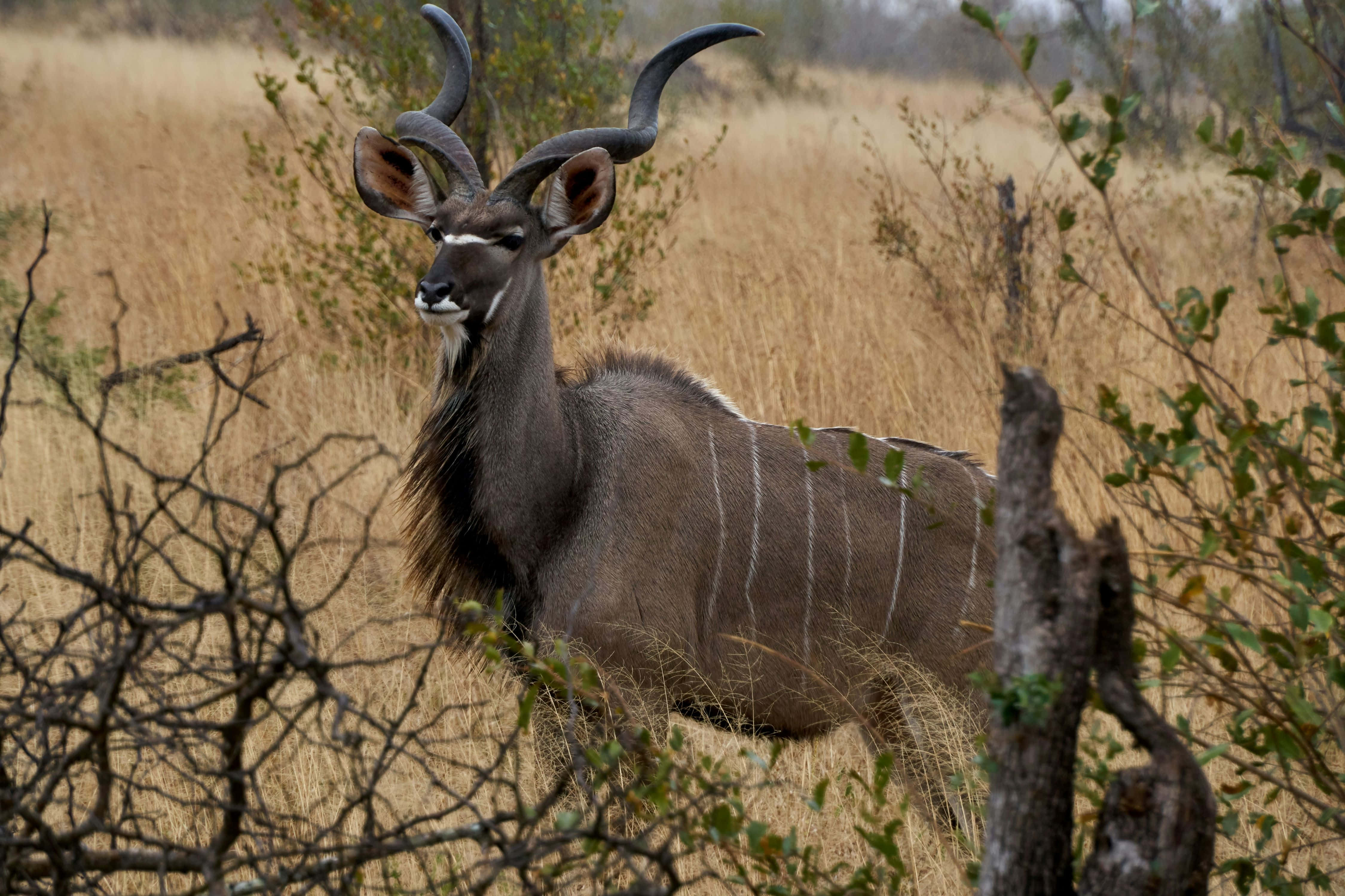 kudu, savanna grassland, golden savanna grasses, 4K Desktop Wallpaper