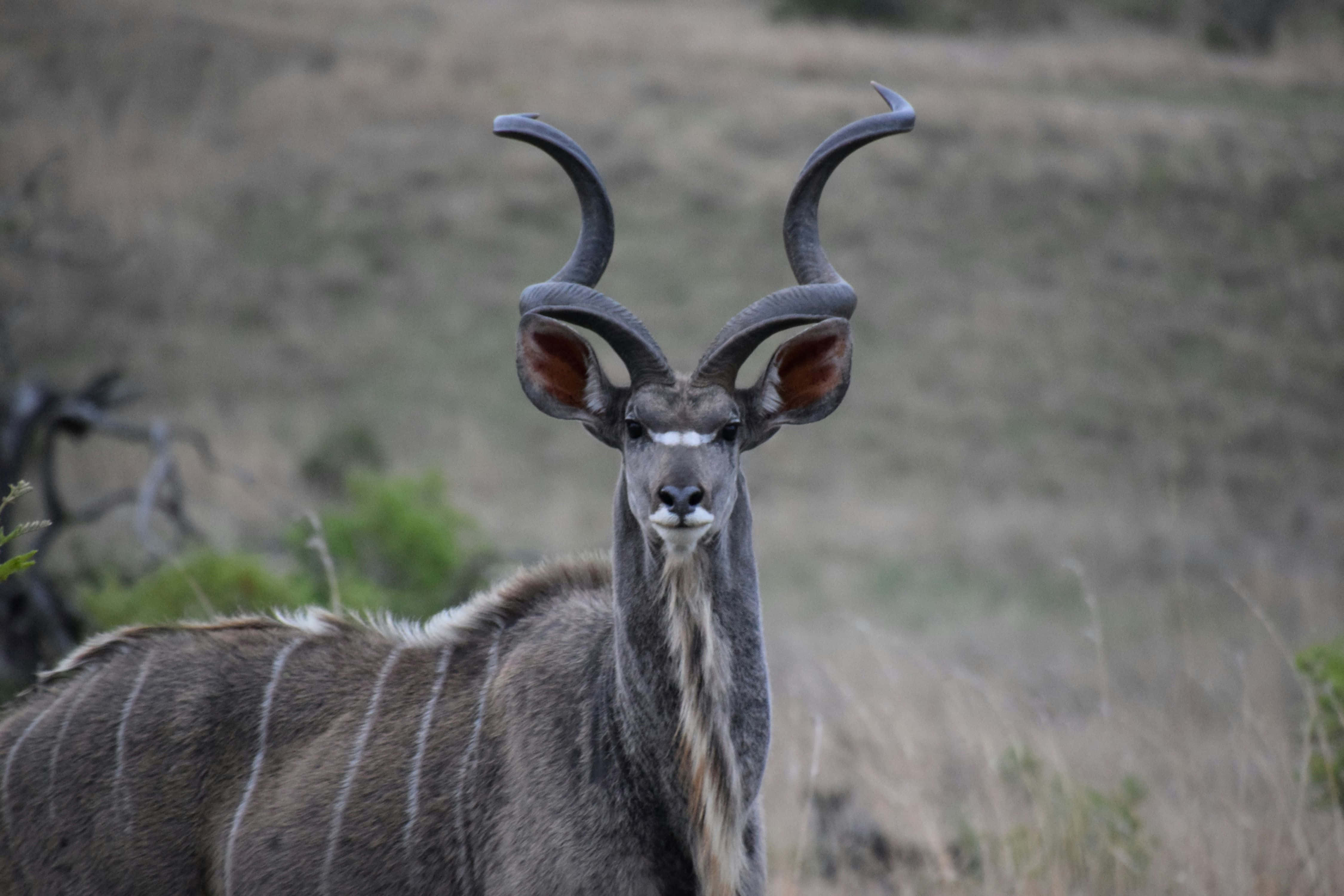 kudu, spiraling horns, dry grassy savanna, 4K Desktop Wallpaper