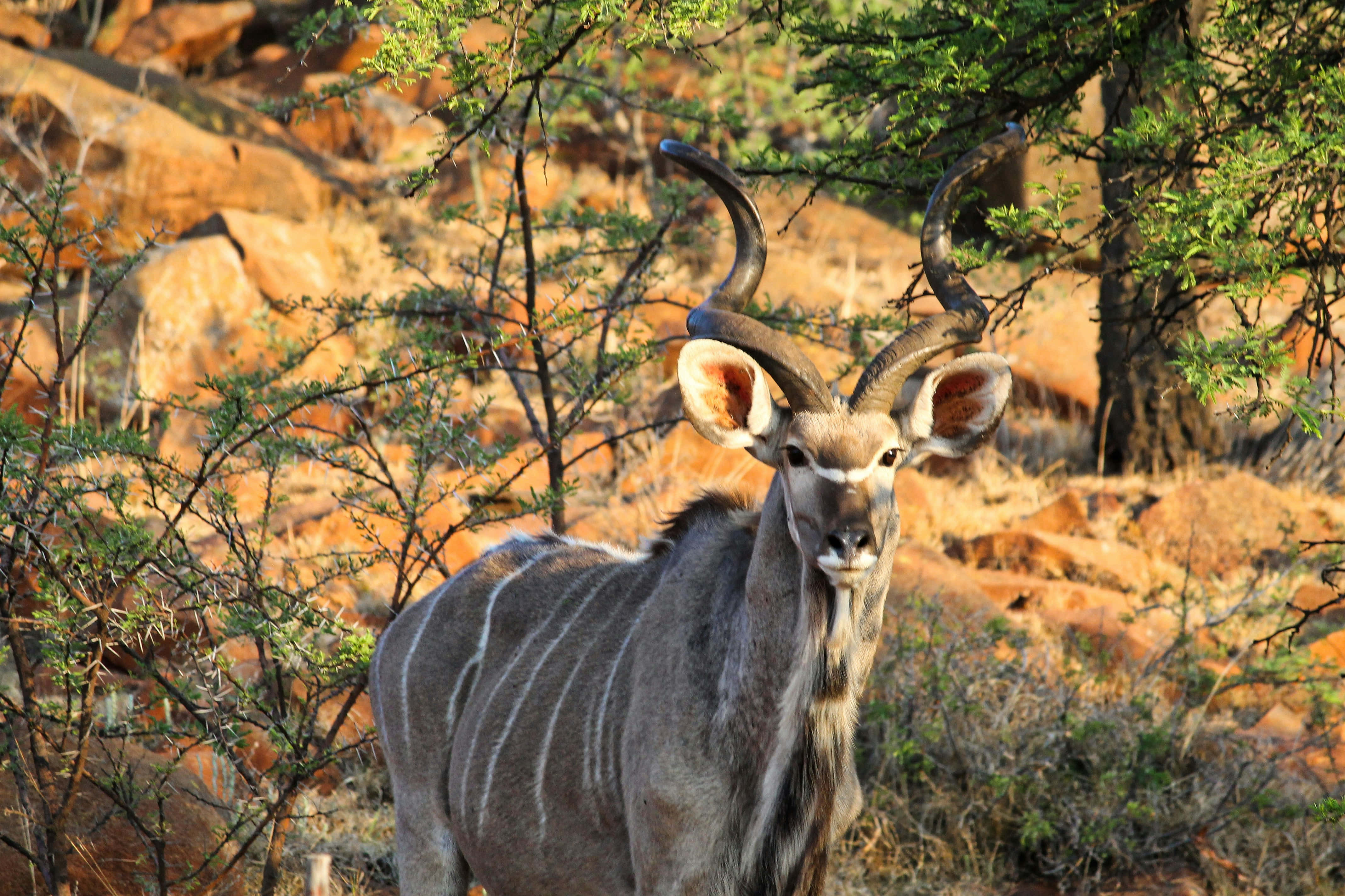kudu, rocky terrain, green shrubs, 4K Desktop Wallpaper