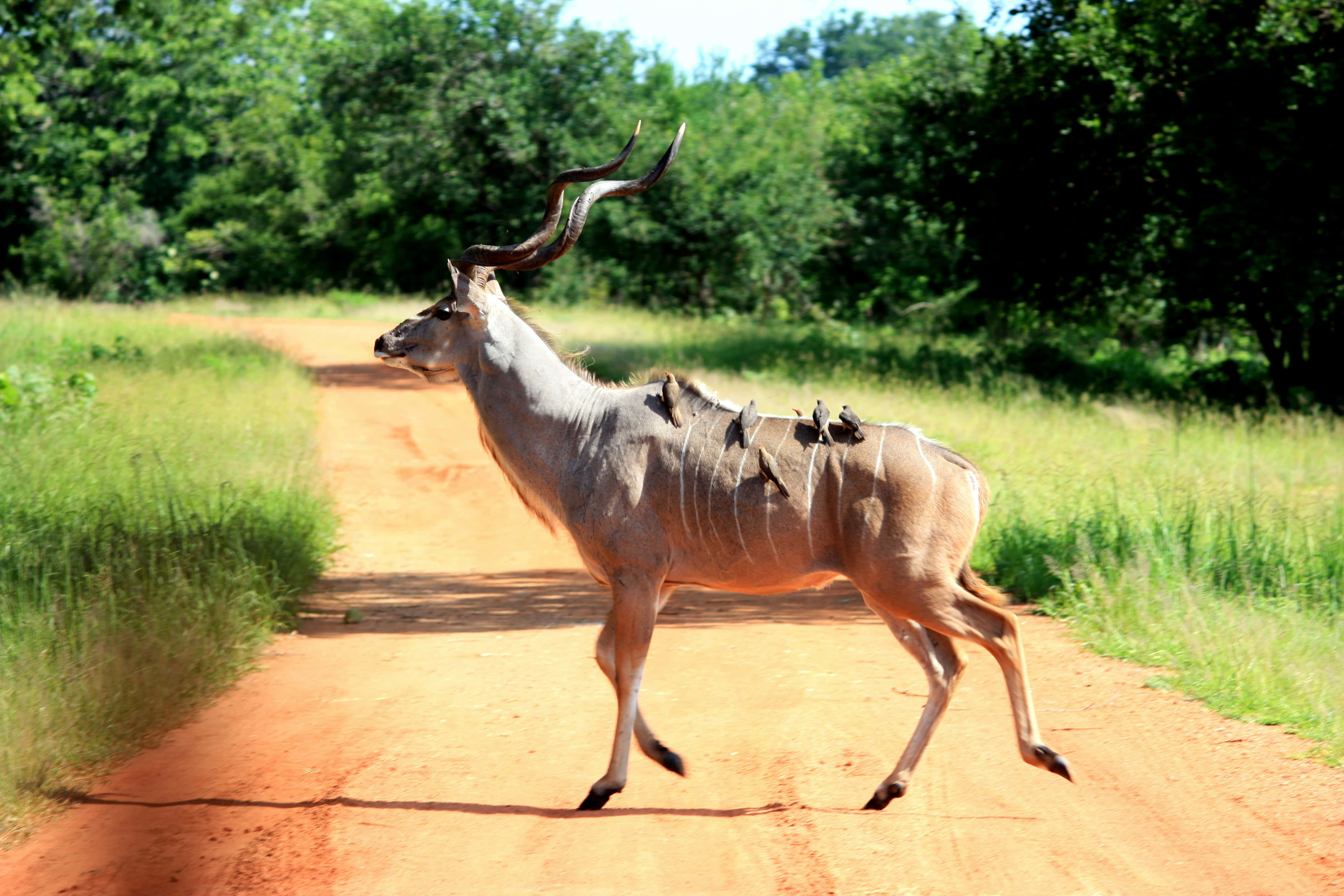 kudu, oxpeckers, sunlit red dirt road, 4K Desktop Wallpaper