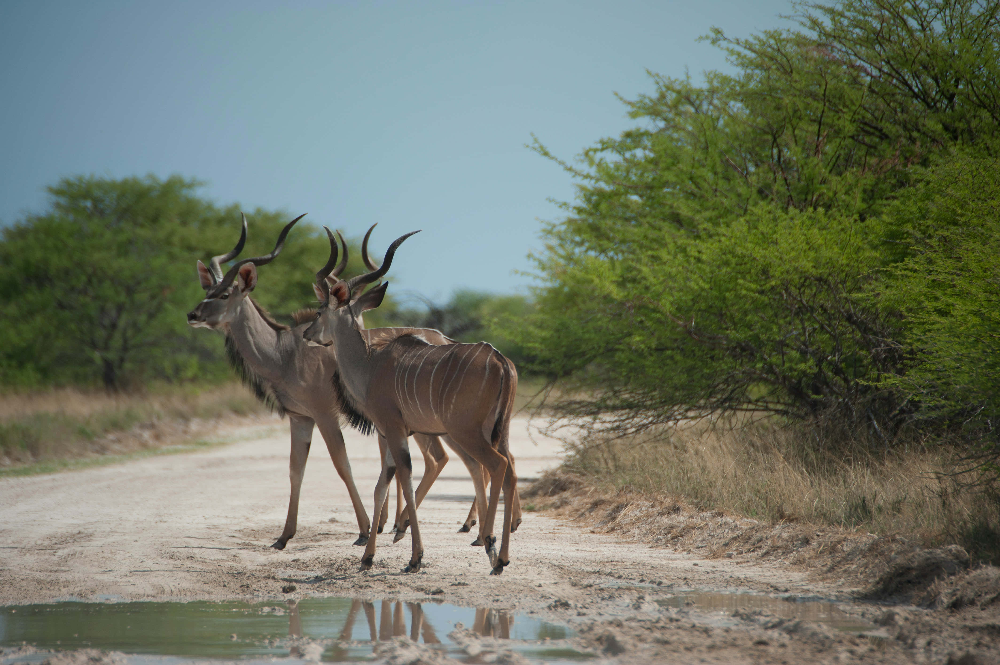 kudu, safari path, dusty road, 4K Desktop Wallpaper