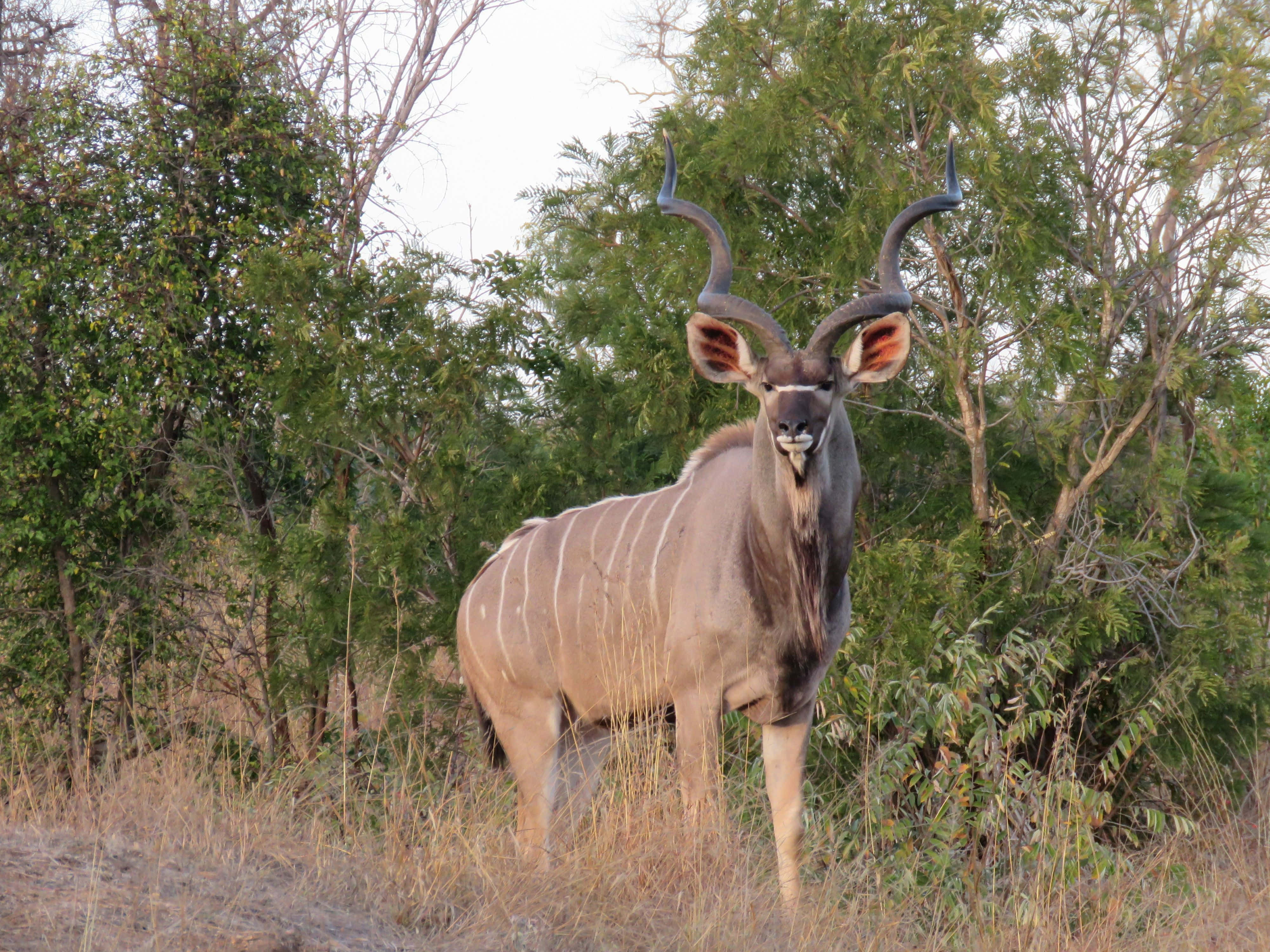 kudu, dry grass, lush green trees, 4K Desktop Wallpaper
