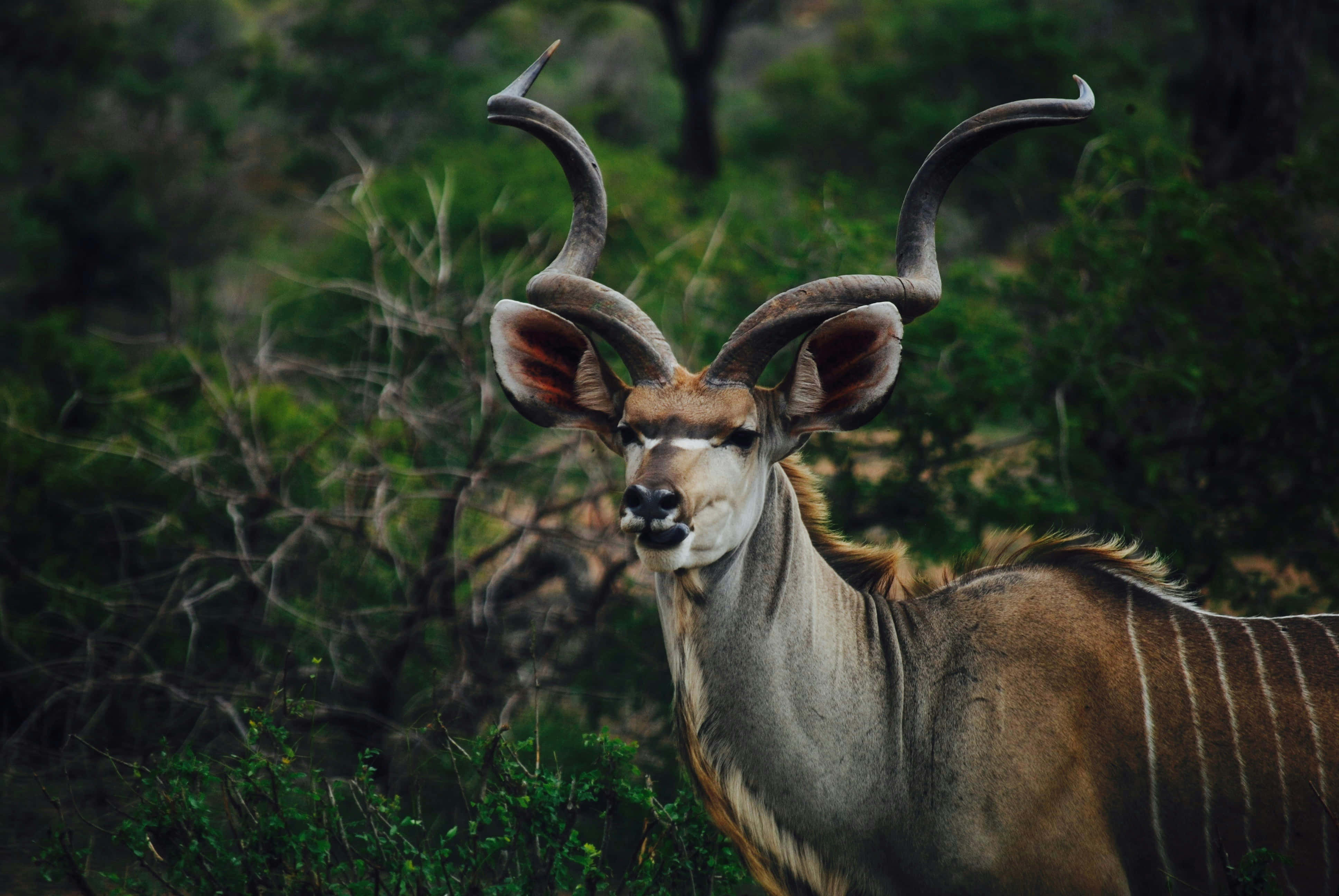 kudu, spiraling horns, dense green foliage, 4K Desktop Wallpaper