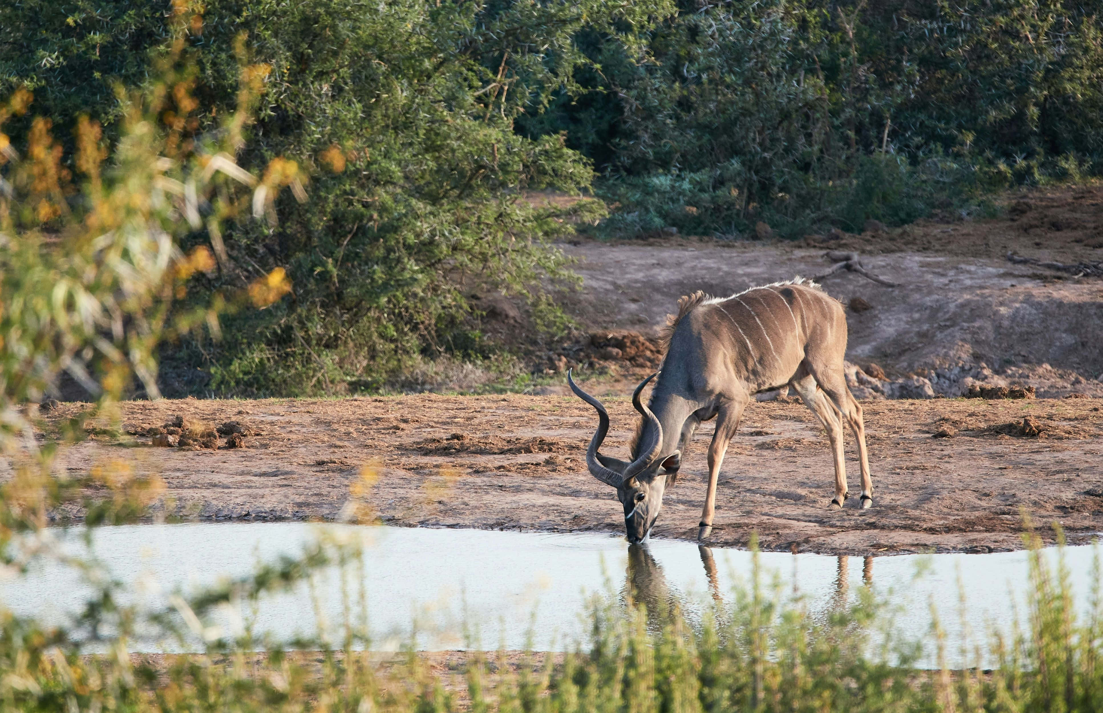 kudu, waterhole, green bushes, 4K Desktop Wallpaper