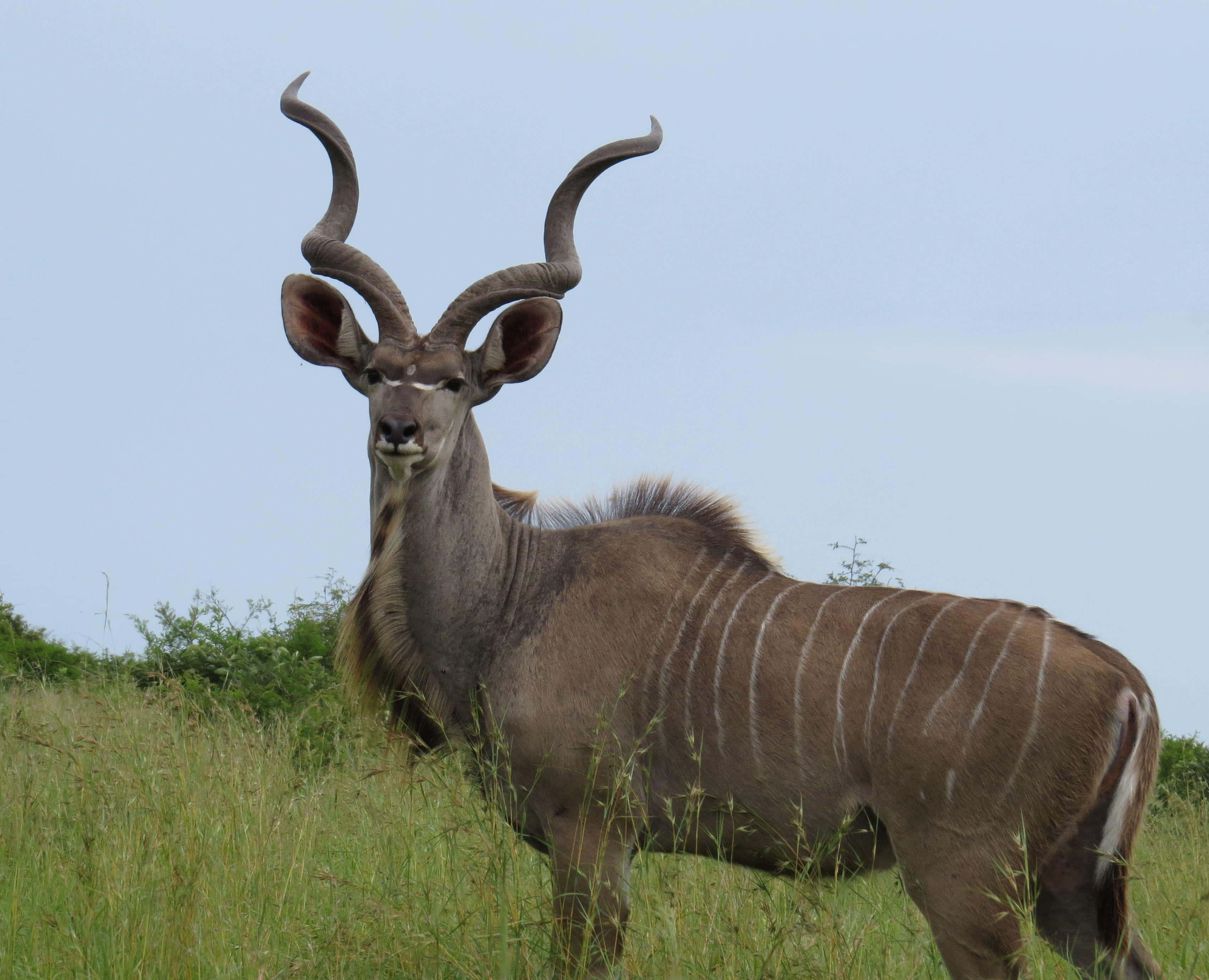 kudu, tall green grass, pale blue sky, 2K Desktop Wallpaper