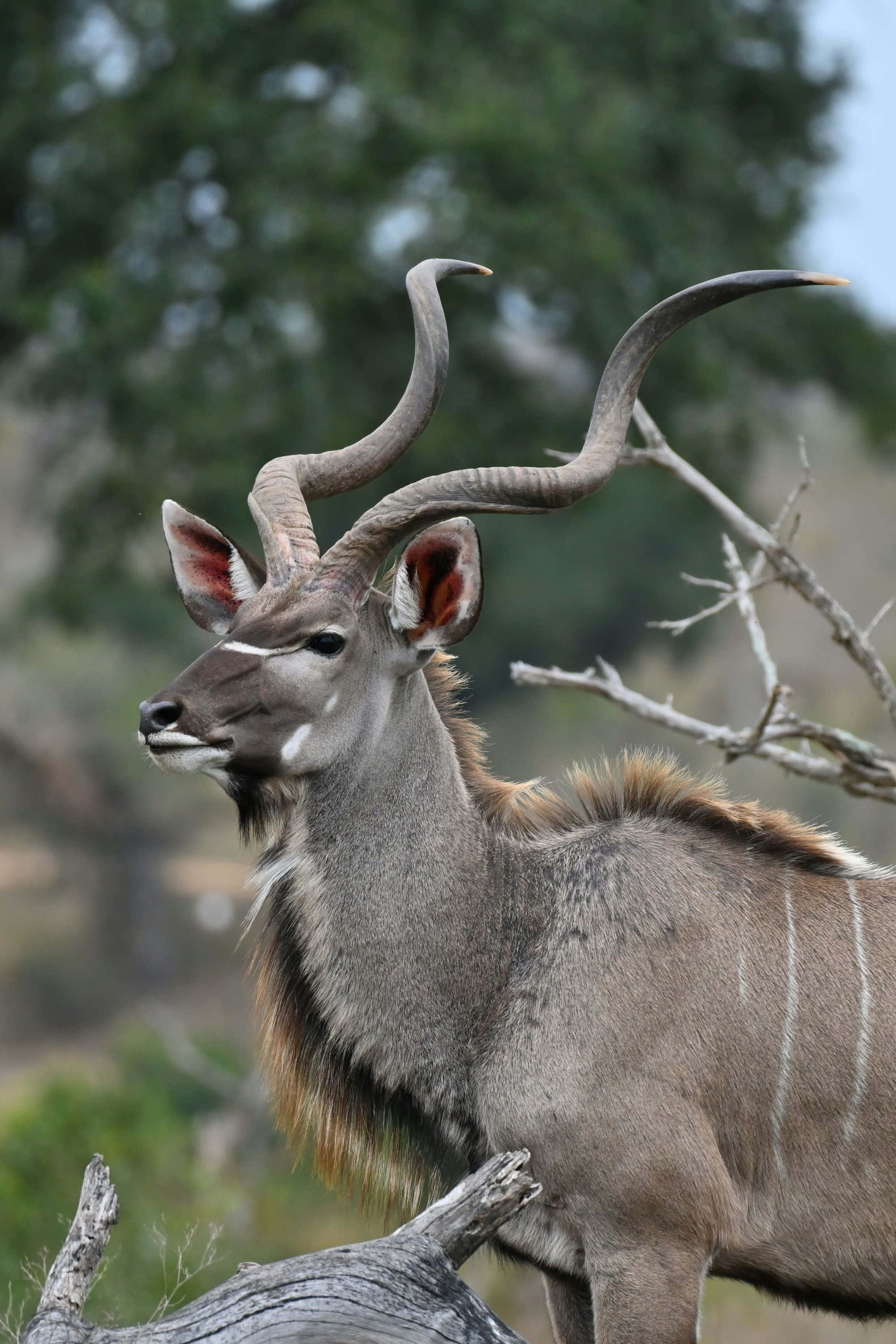 kudu, spiraling horns, sunlit savanna, 2K Phone Wallpaper