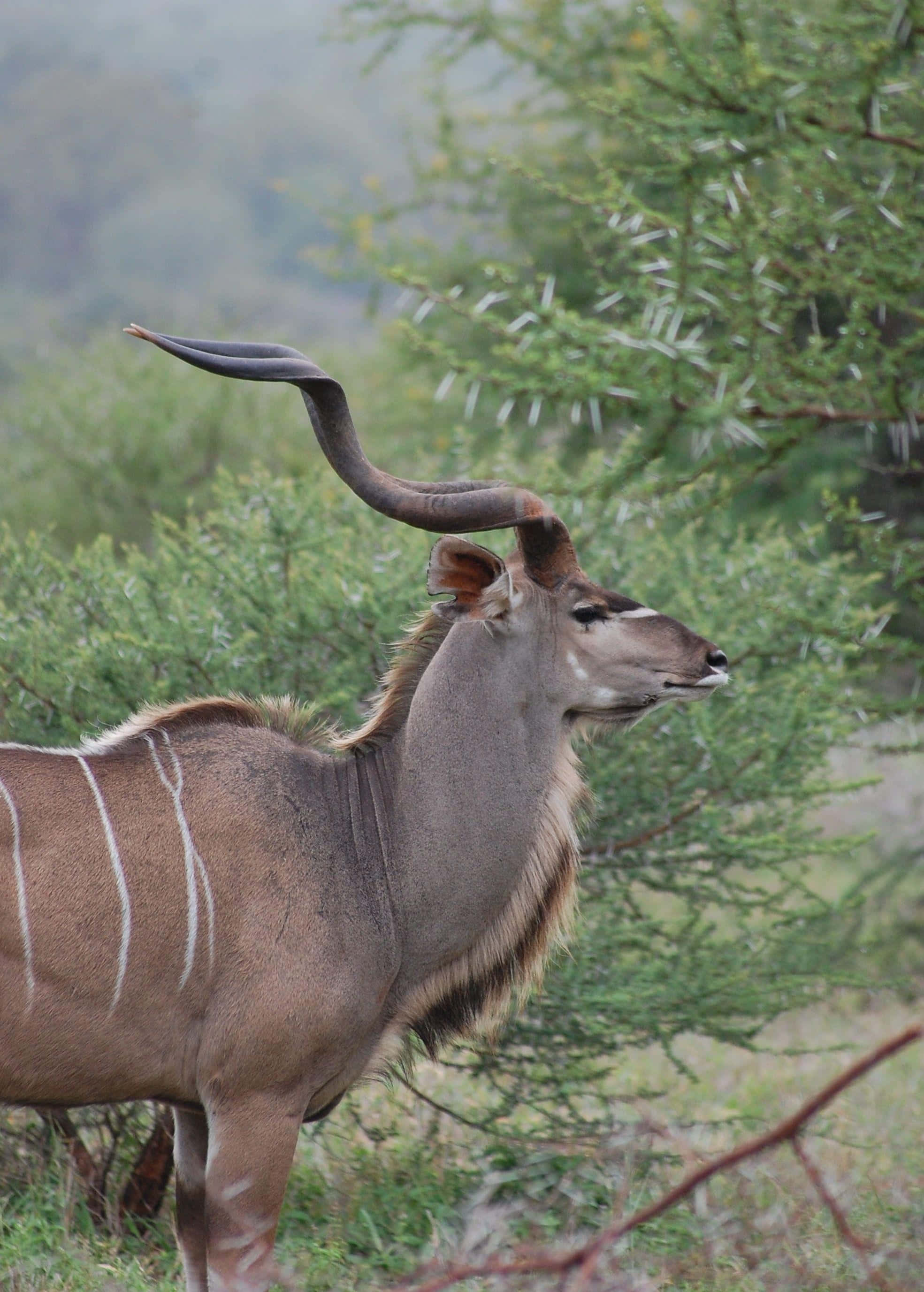 kudu, misty savanna, lush green trees, 2K Phone Wallpaper