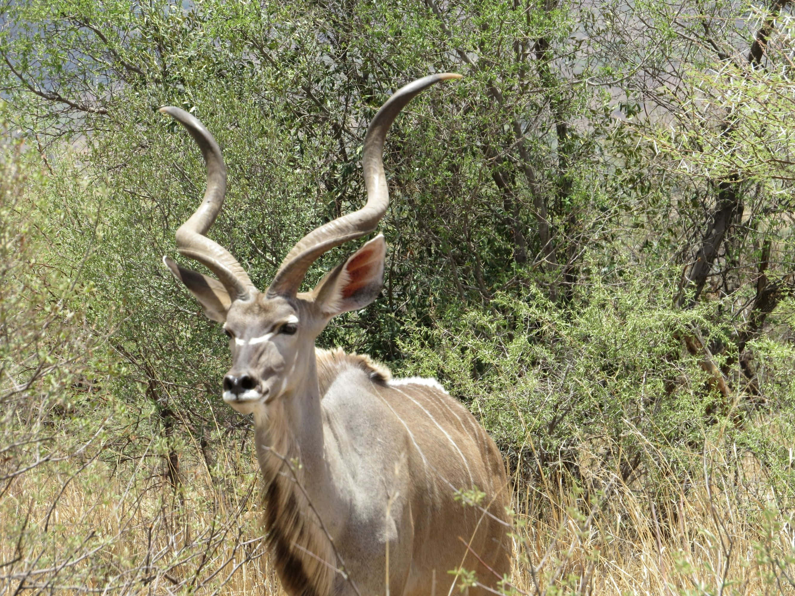 kudu, spiraling horns, sunlit savanna brush, 2K Desktop Wallpaper