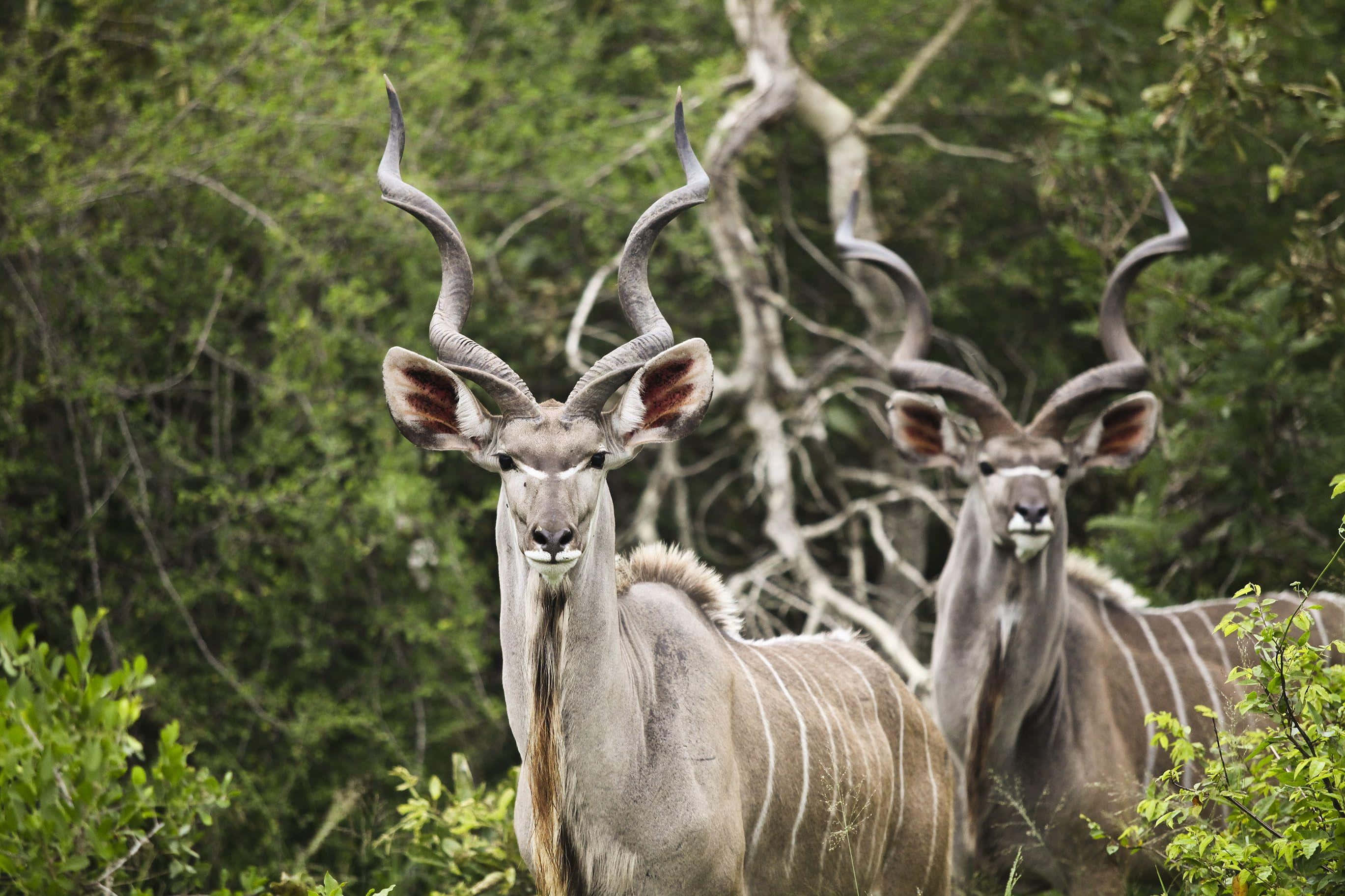 kudu, spiraled horns, lush green foliage, 2K Desktop Wallpaper