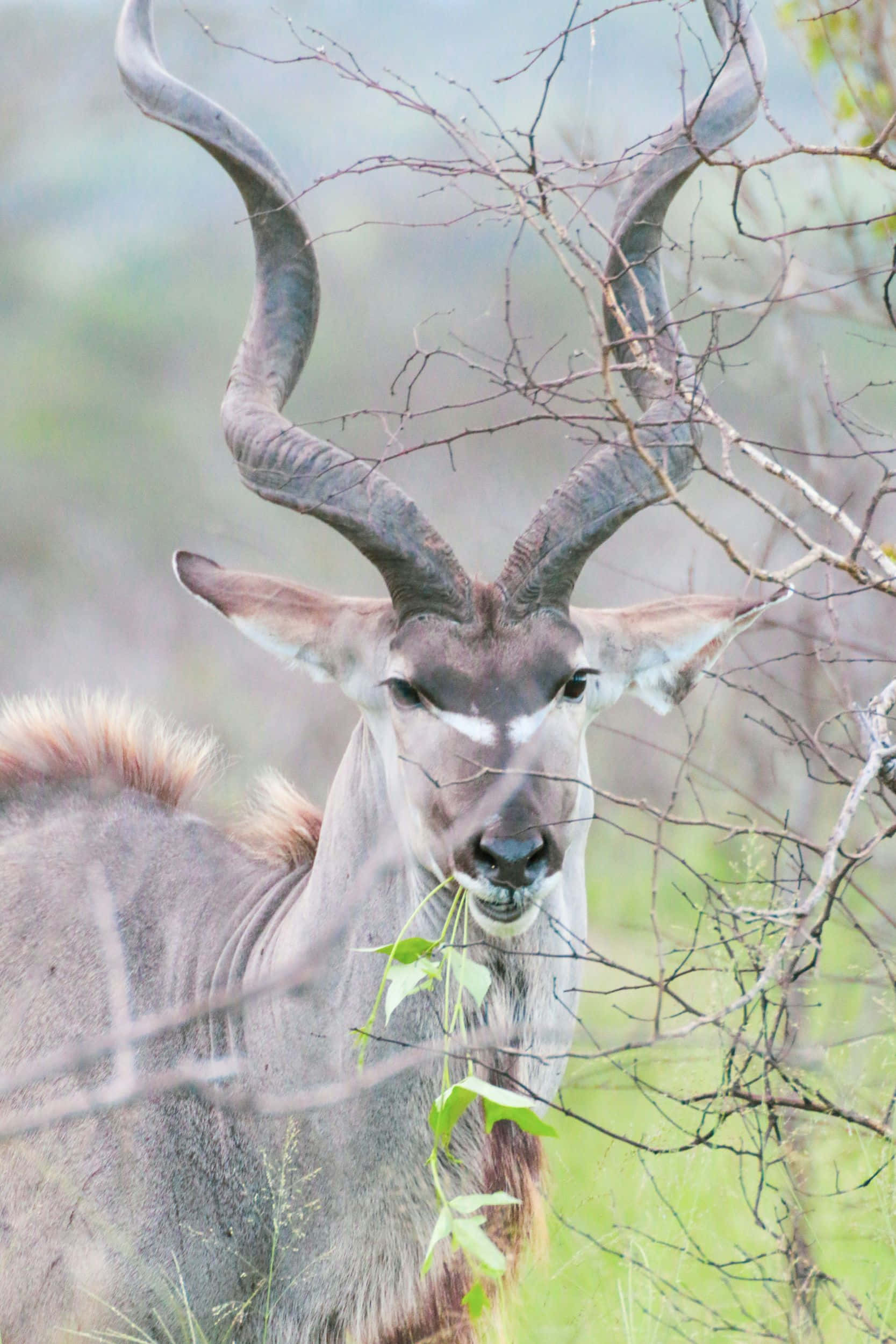 Kudu, twisted horns, spiraling horns, Full HD Phone Wallpaper