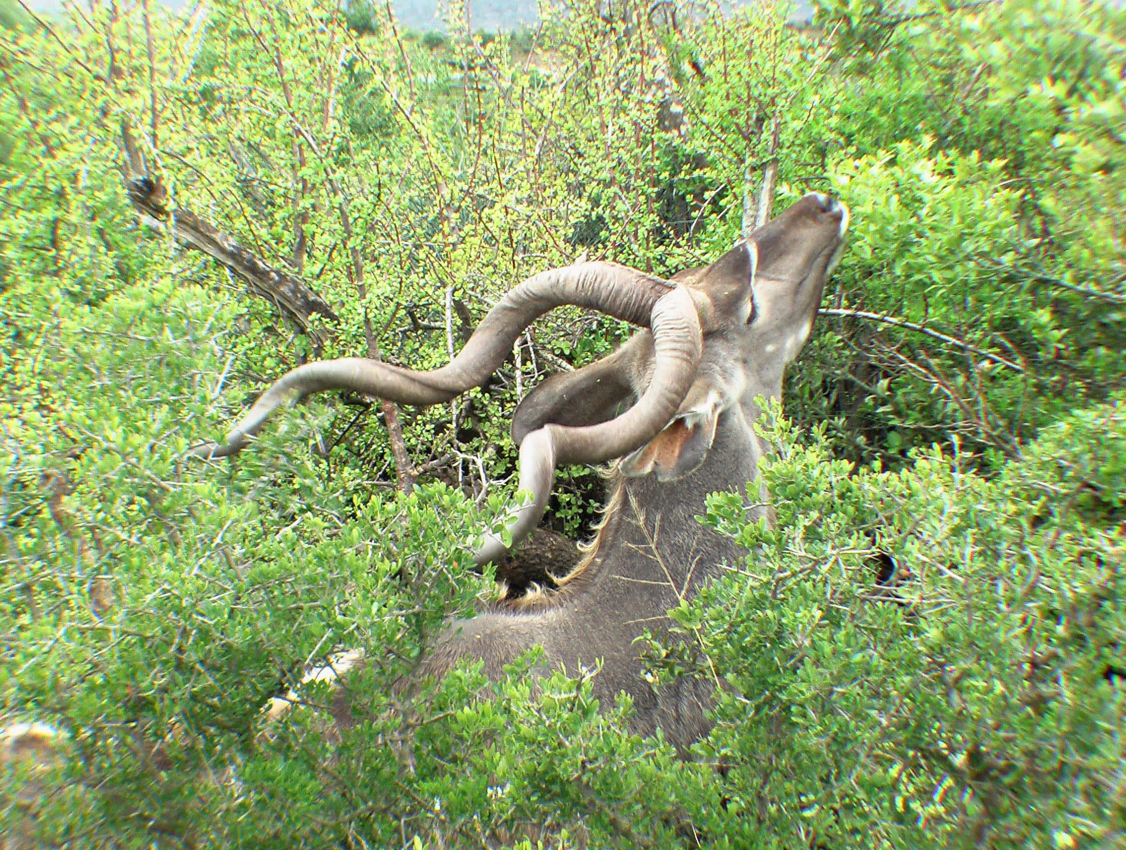 Kudu, massive spiraling horns, dense green shrubs, Full HD Desktop Wallpaper