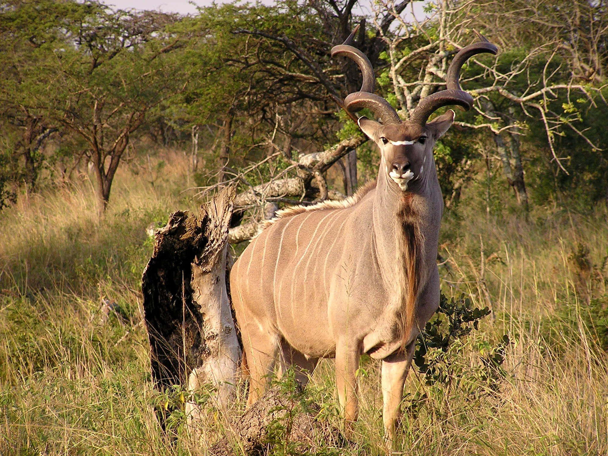 kudu, savanna, golden grasses, Full HD Desktop Wallpaper