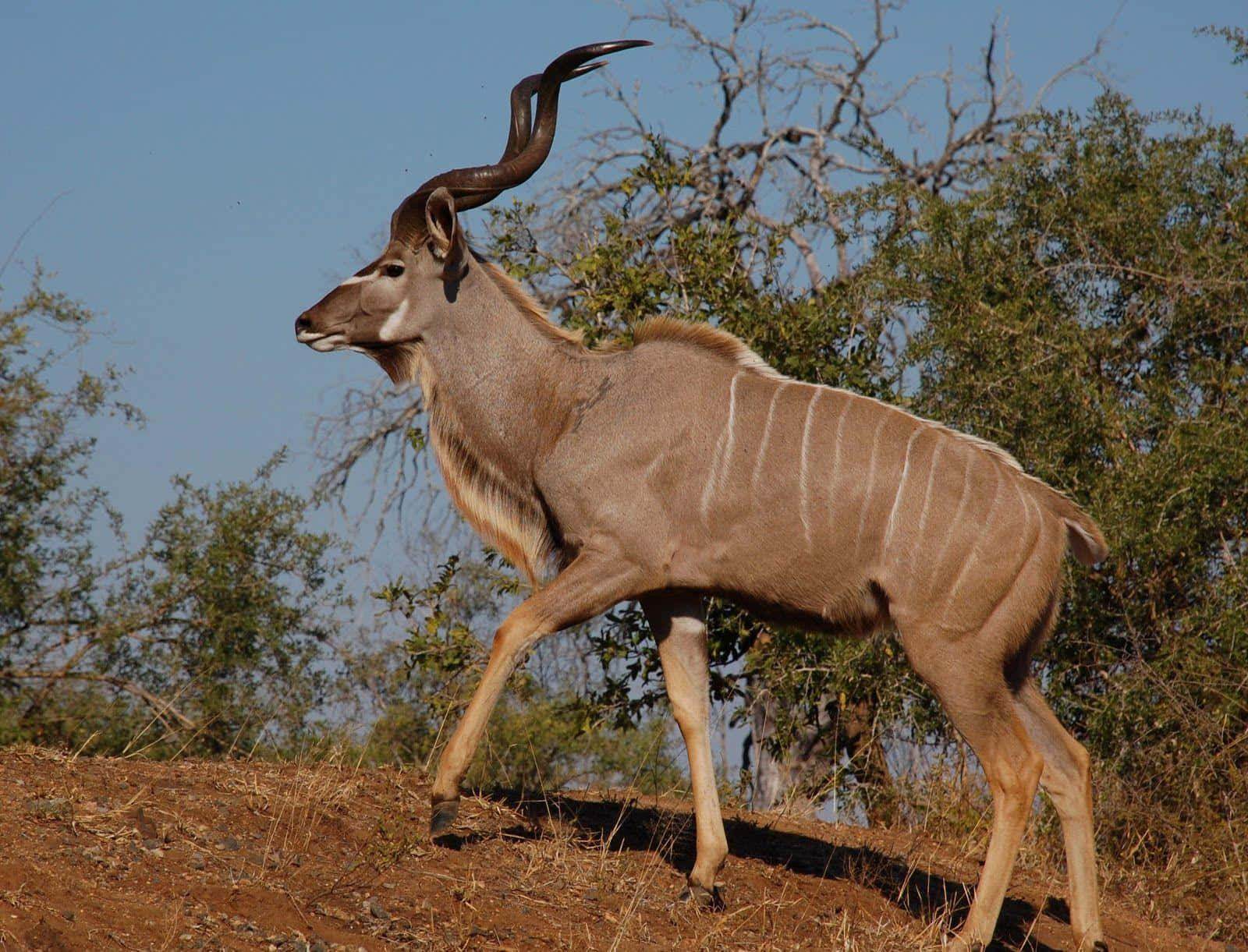 kudu, spiraling horns, sunlit savanna ridge, HD Desktop Wallpaper