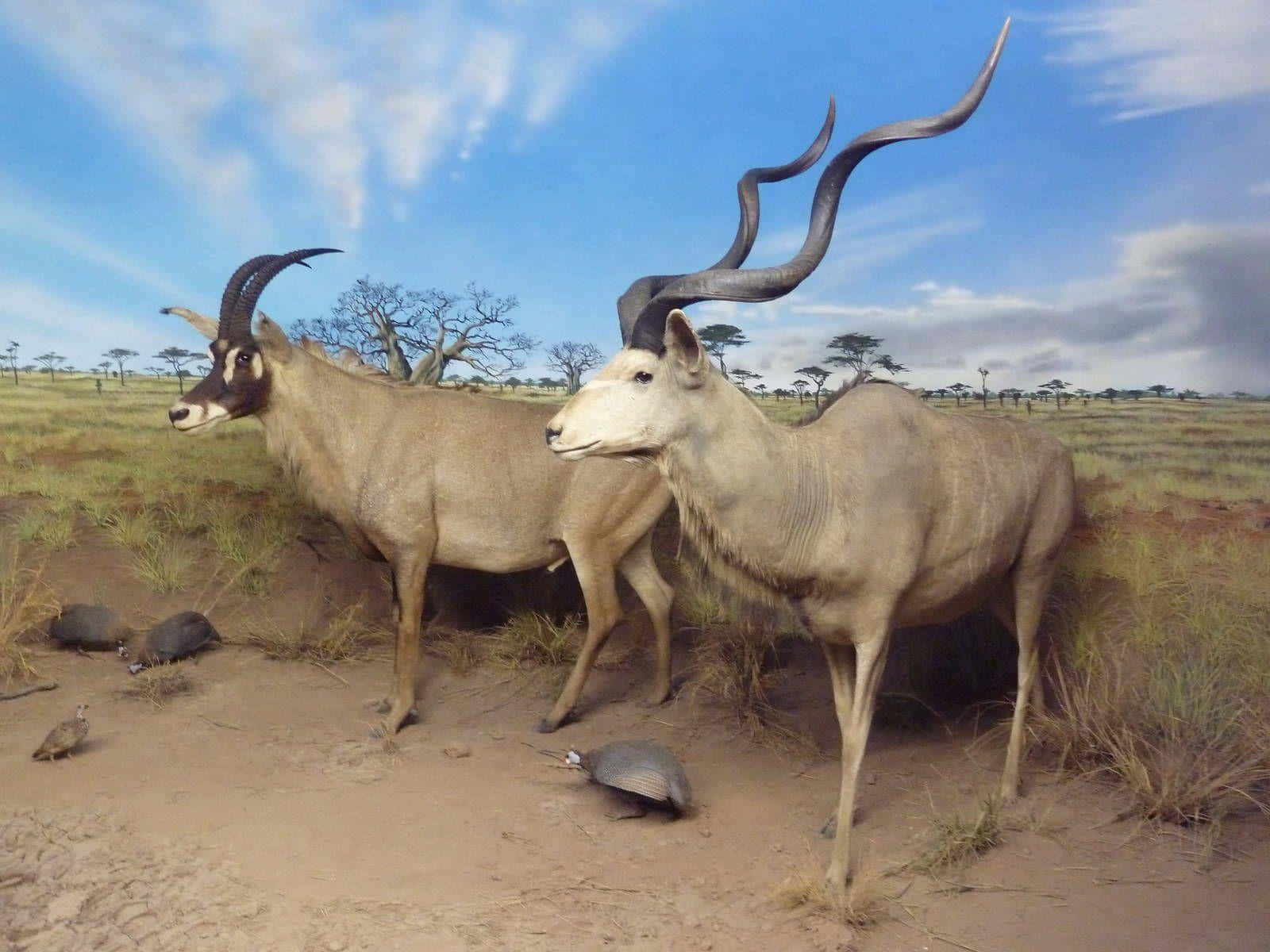 Kudu, savanna, acacia trees, HD Desktop Wallpaper