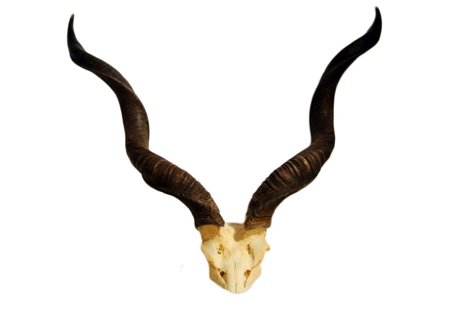 Kudu, skull, horns, HD Desktop Wallpaper
