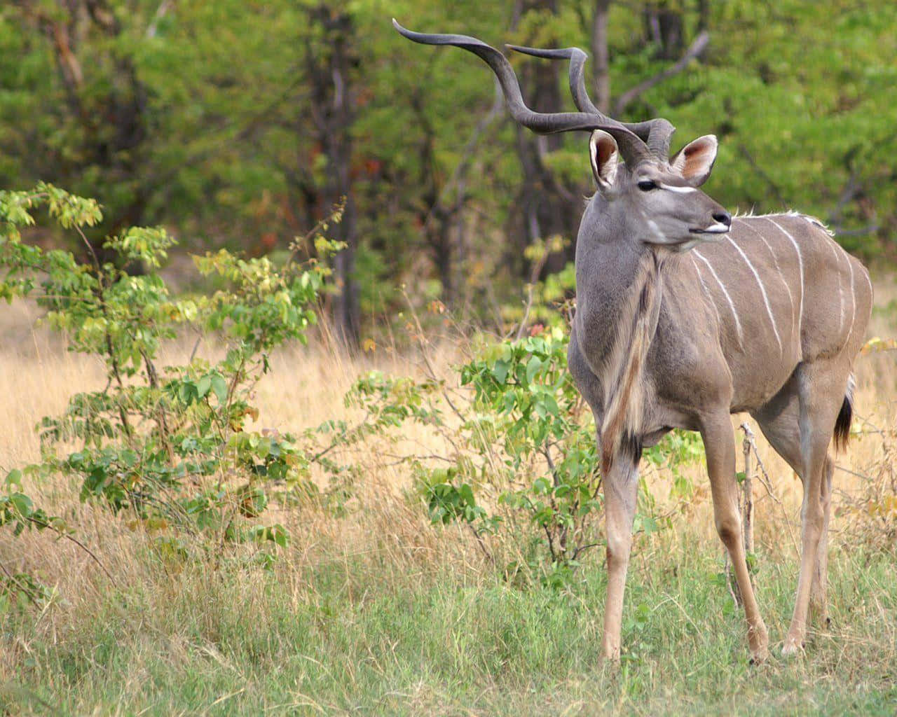 kudu, golden grasses, lush green trees, HD Desktop Wallpaper