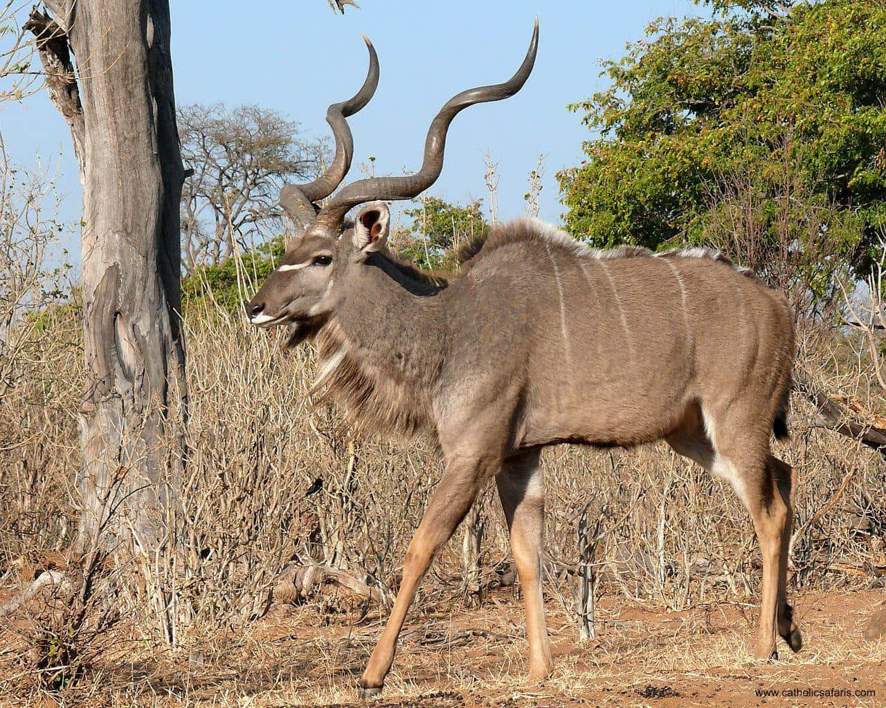 kudu, savanna, spiraling horns, HD Desktop Wallpaper
