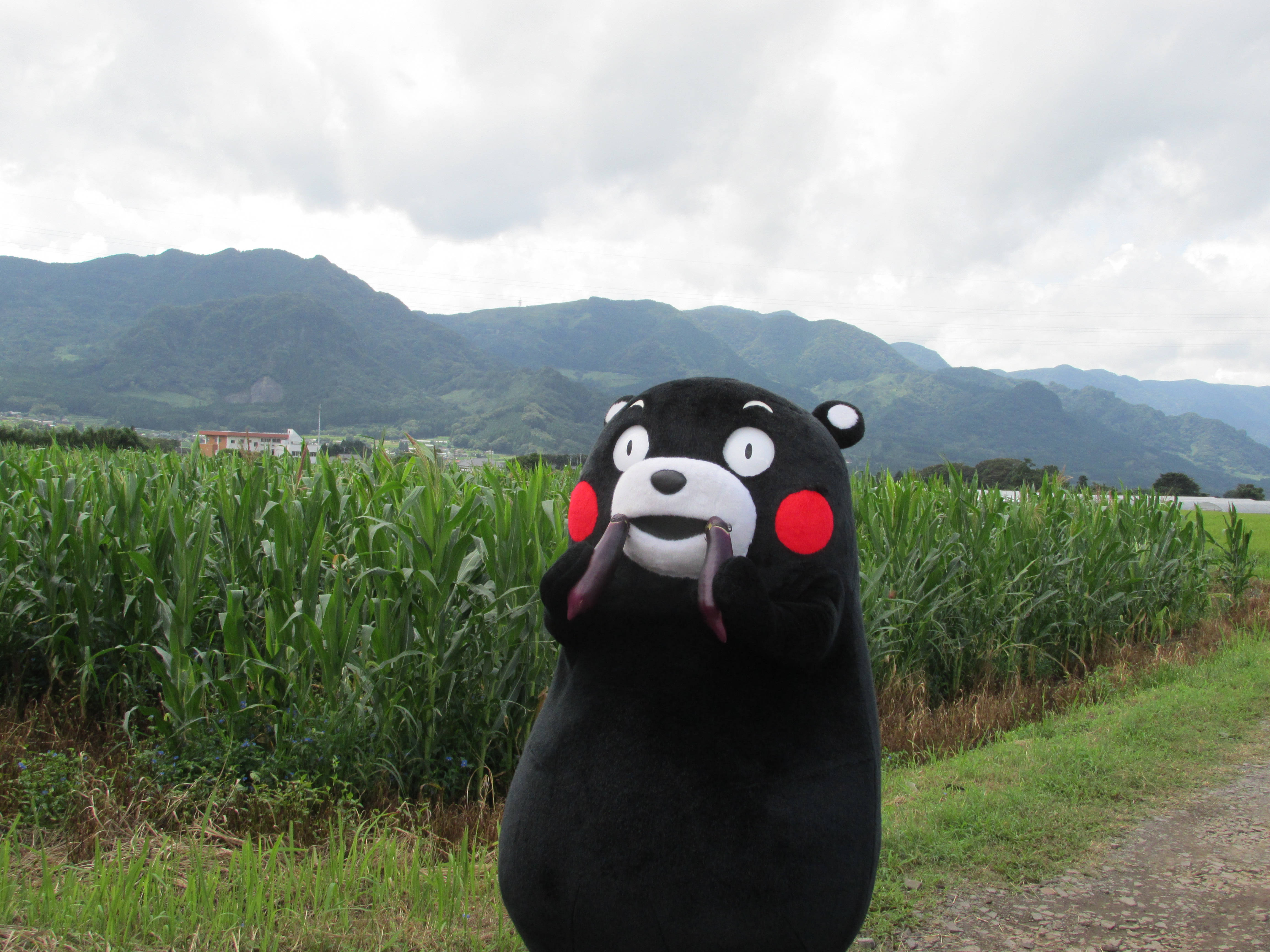 Kumamon, black bear mascot costume, cornfield, 4K Desktop Wallpaper