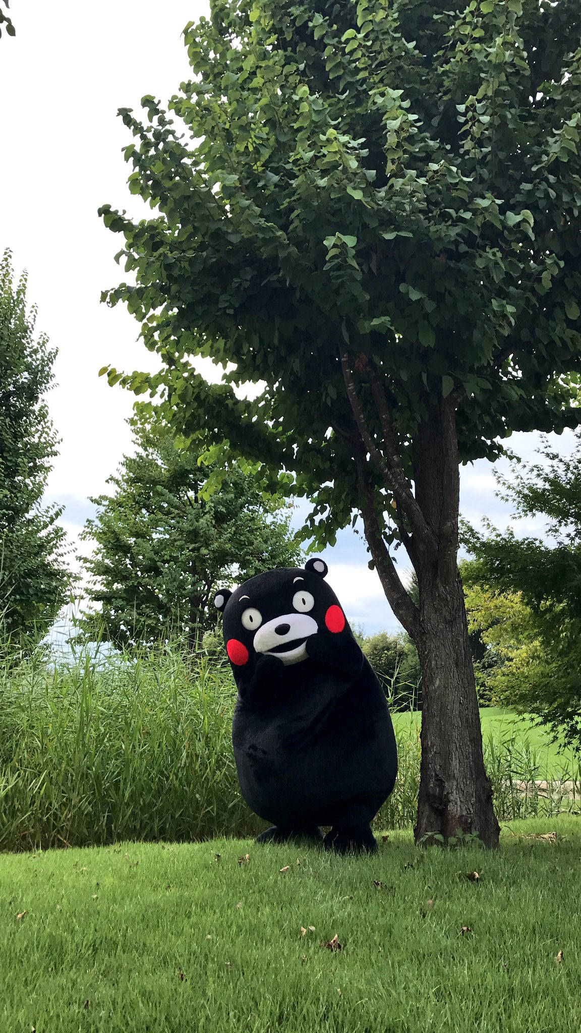 Kumamon, tree, grass, Full HD Phone Wallpaper