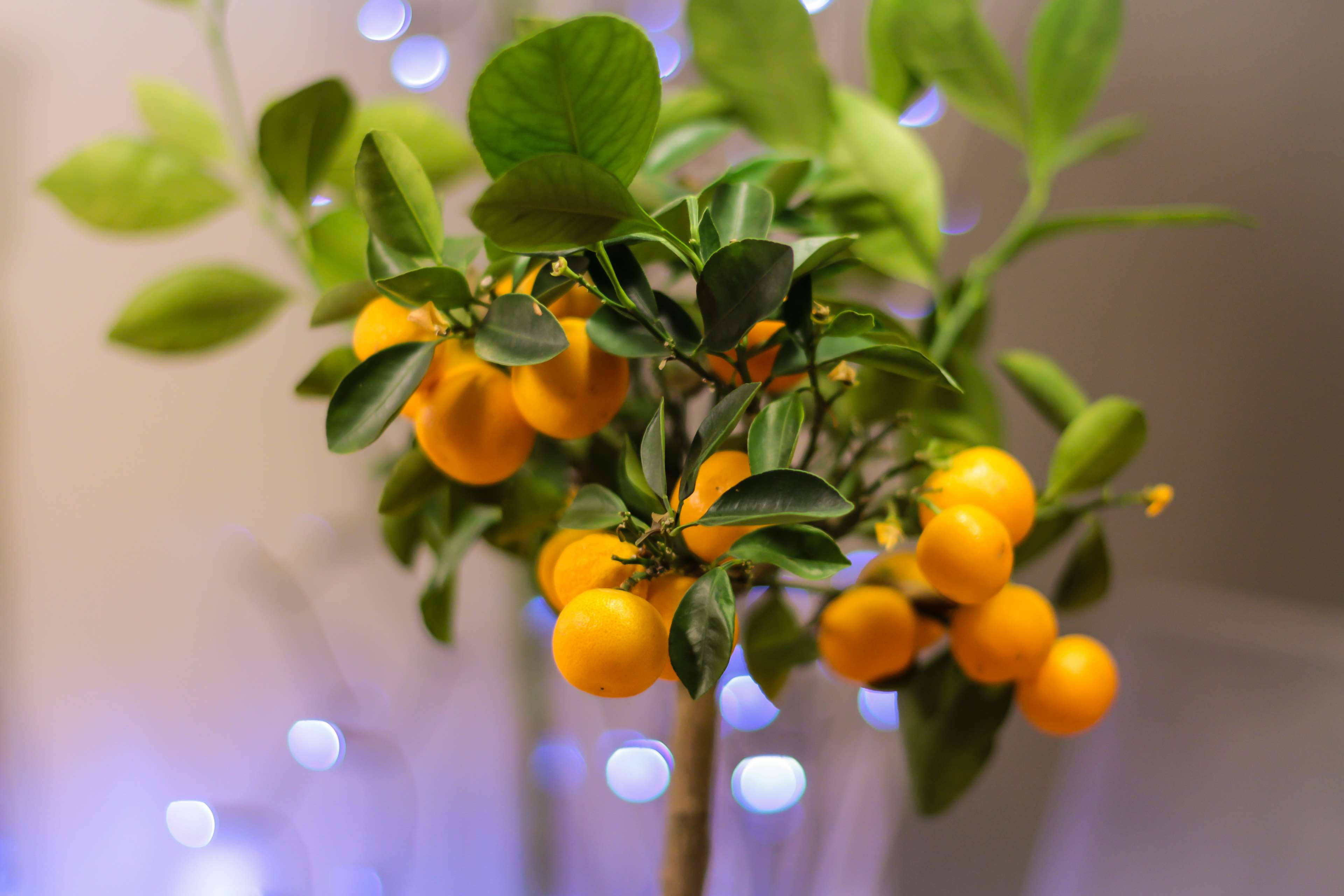 kumquat fruit plant, glossy green leaves, bright orange fruit, 4K Desktop Wallpaper