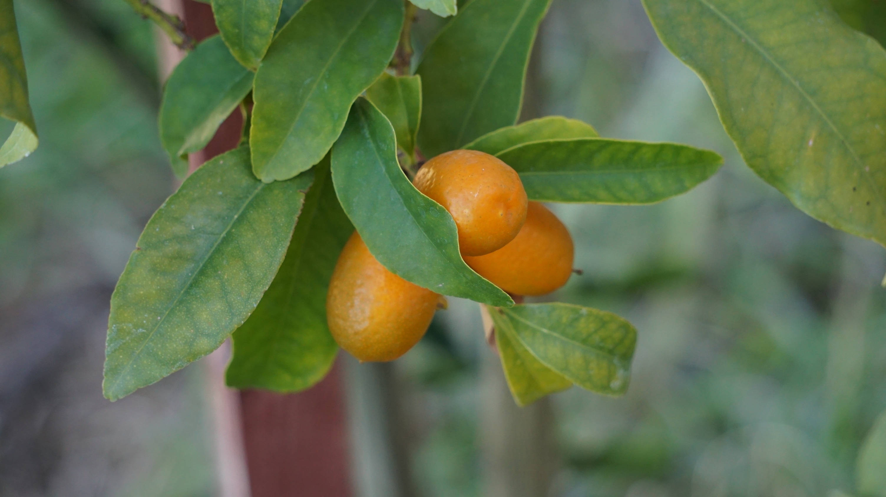 kumquat, orange, glossy green leaves, 2K Desktop Wallpaper