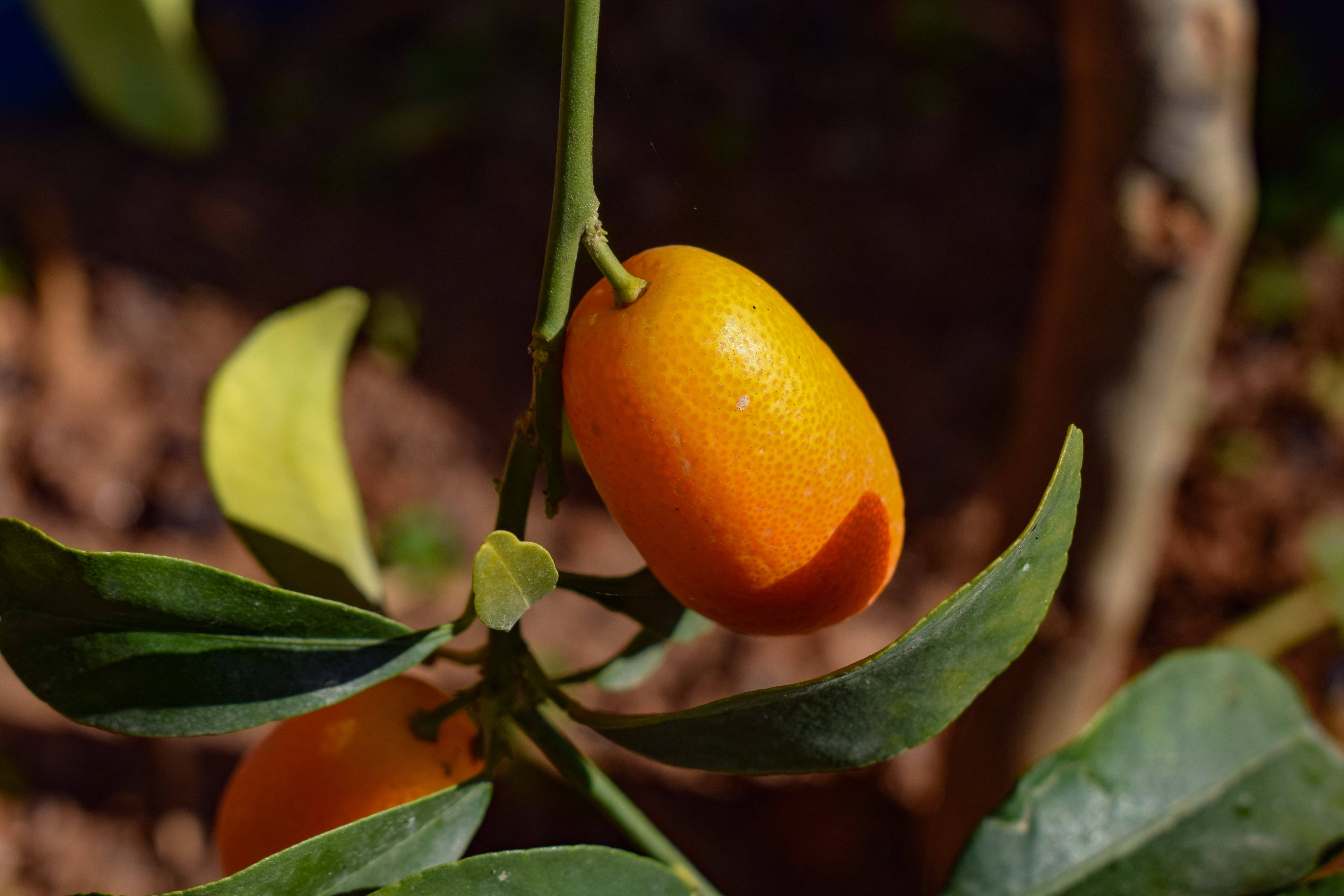 ripe kumquat fruit, glossy green leaves, warm sunlight, 5K Desktop Wallpaper