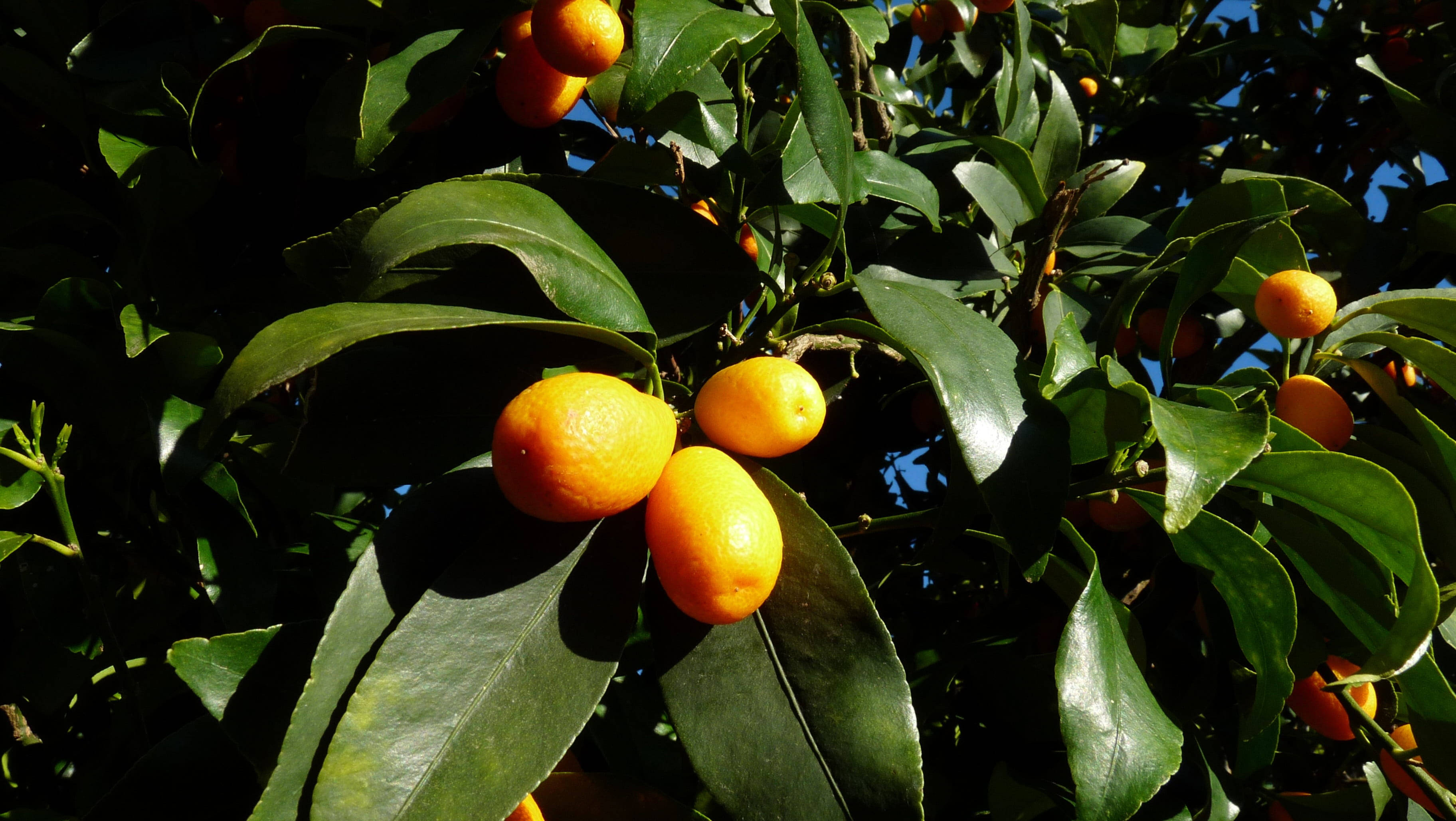 ripe kumquat fruits, glossy green leaves, blue sky, 2K Desktop Wallpaper
