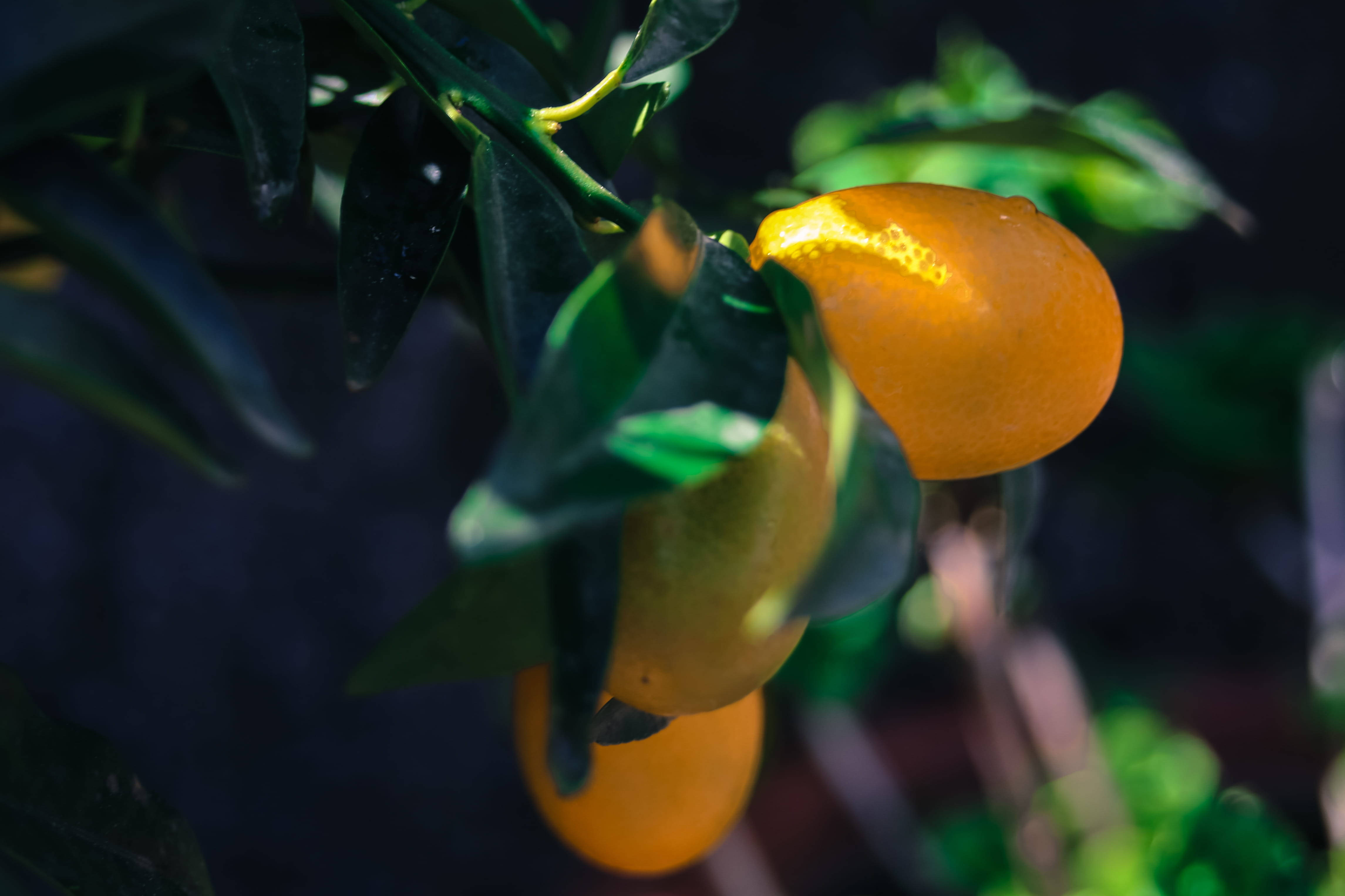 kumquat, glossy green leaves, sunlit, 4K Desktop Wallpaper