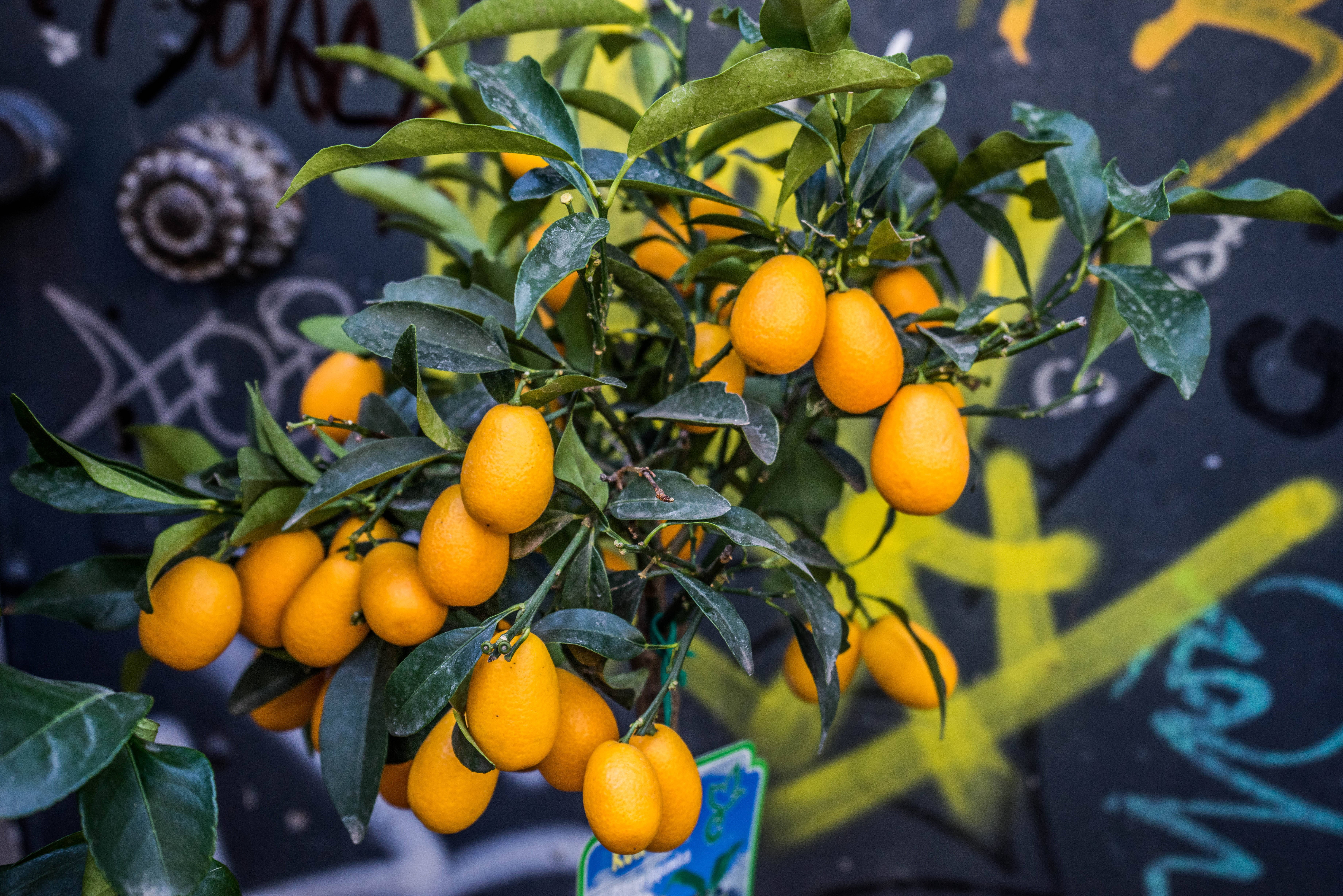 kumquat fruits plant, high angle shot, vibrant orange kumquats, 5K Desktop Wallpaper