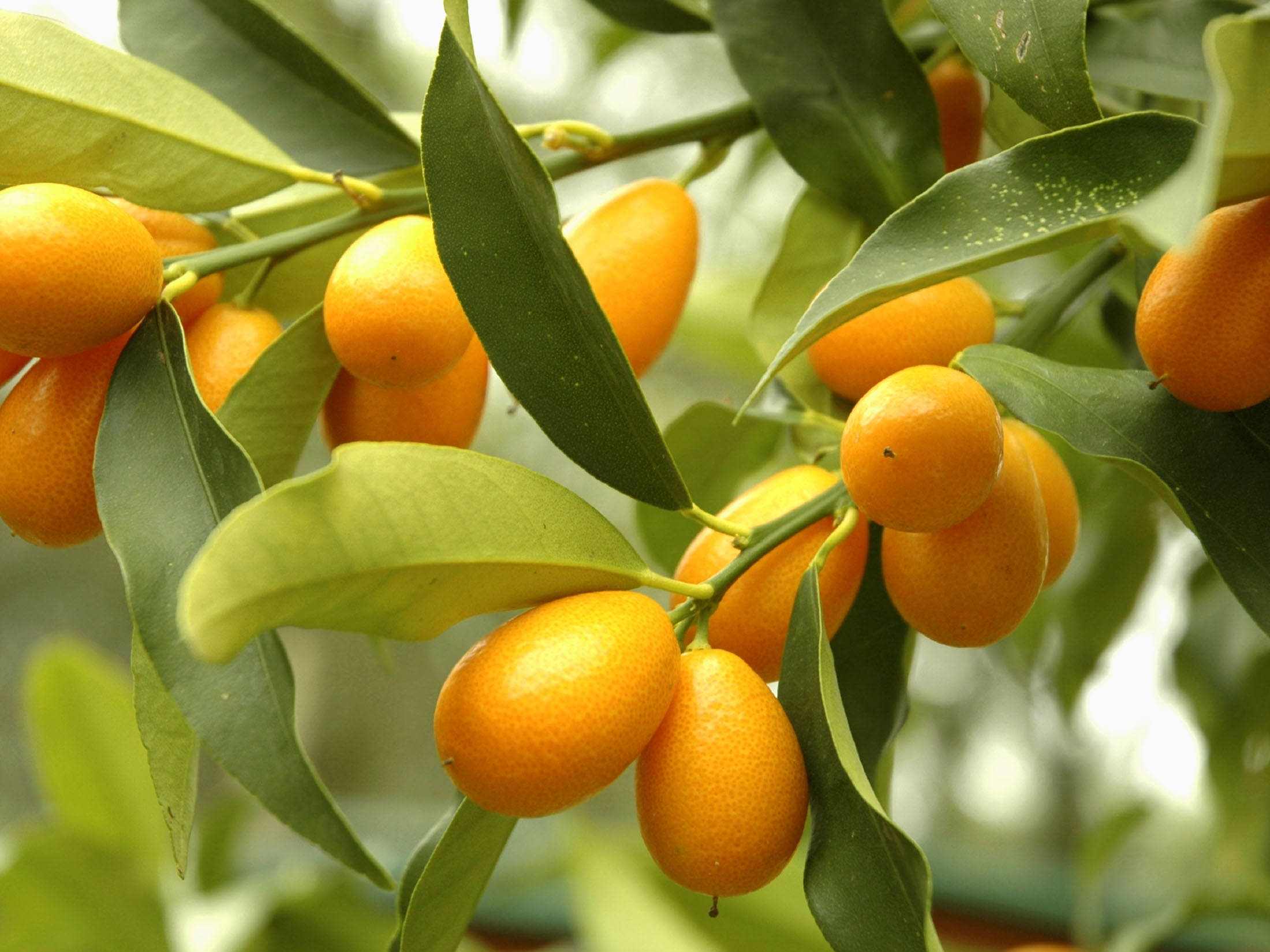 kumquat, orange, glossy green leaves, Full HD Desktop Wallpaper
