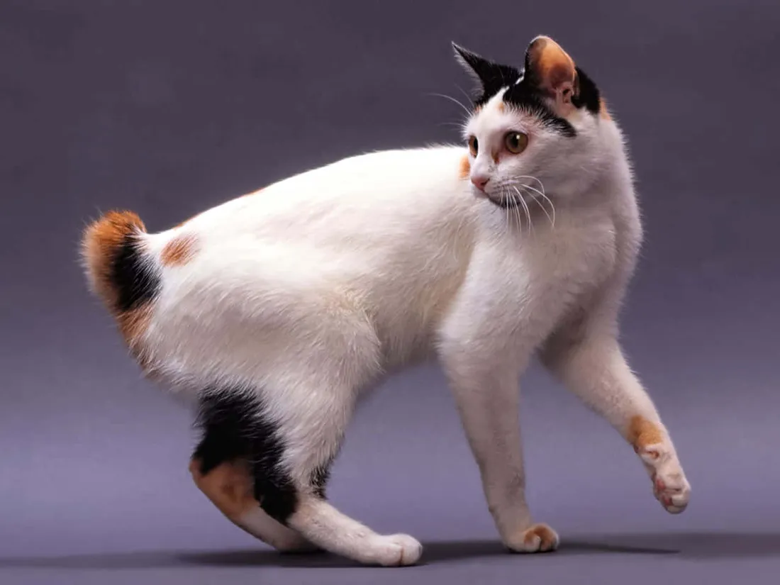 Kurilian Bobtail