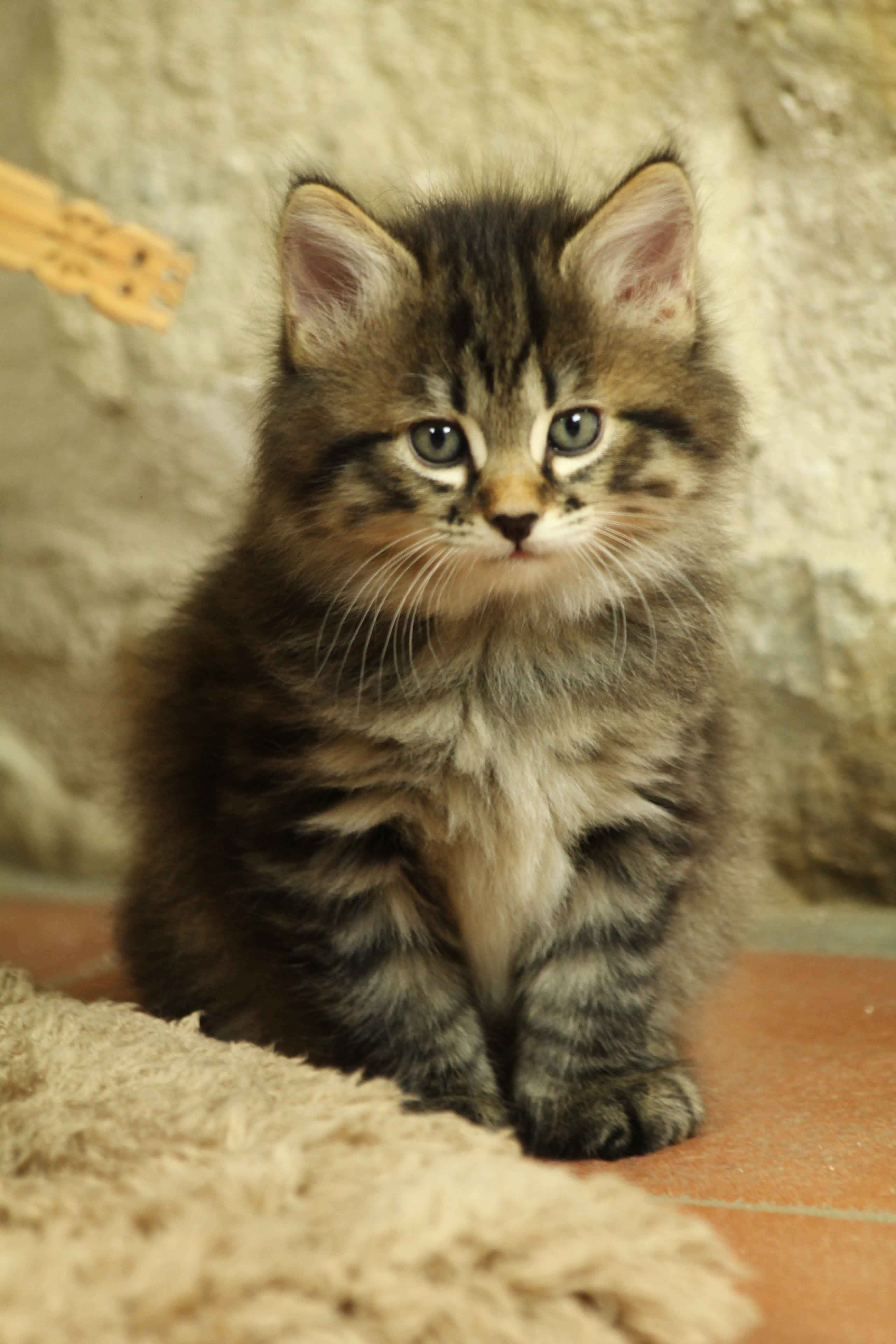 Kurilian Bobtail, fluffy tabby kitten, striking green eyes, 5K Phone Wallpaper