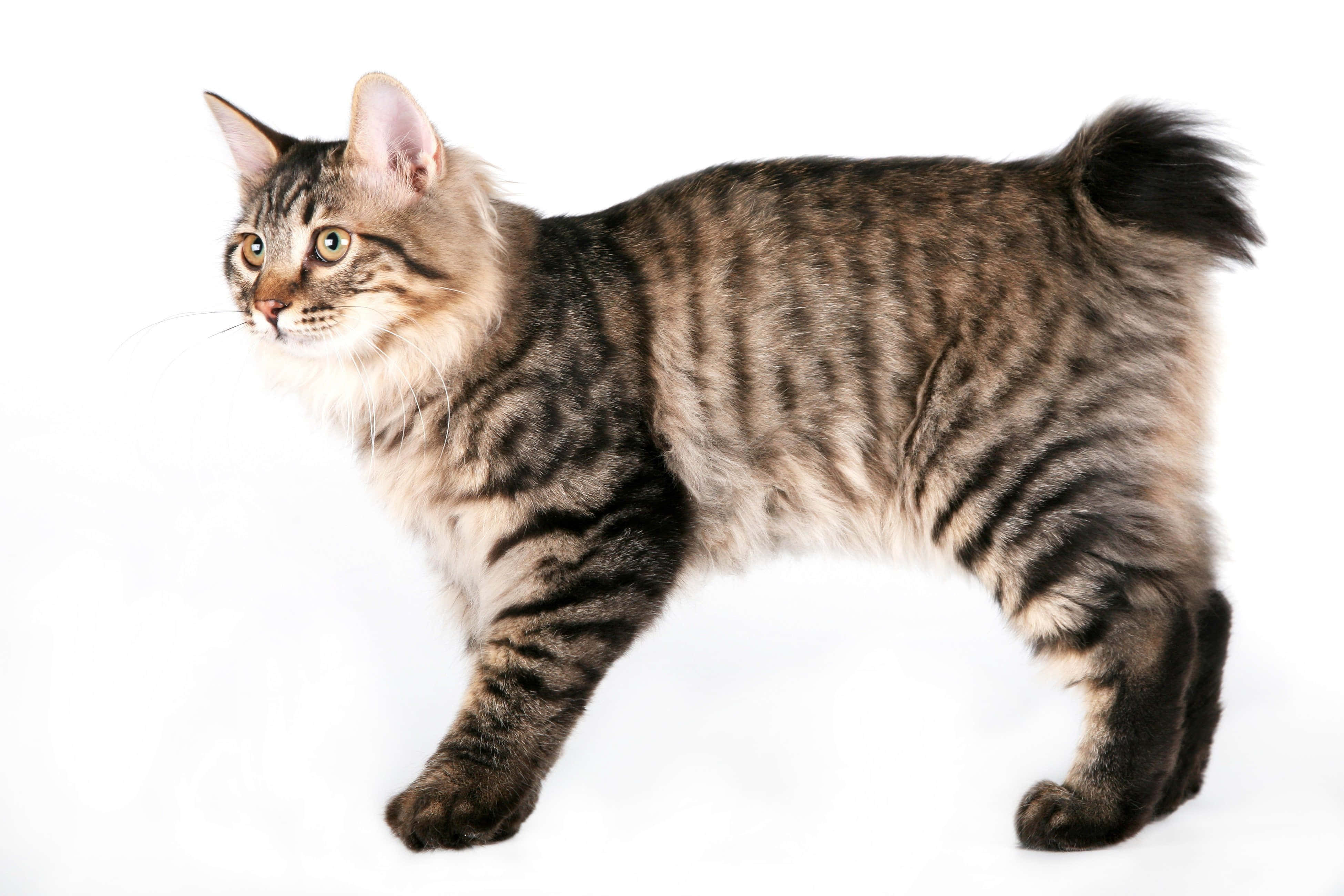 Kurilian Bobtail, tabby cat, green eyes, 4K Desktop Wallpaper