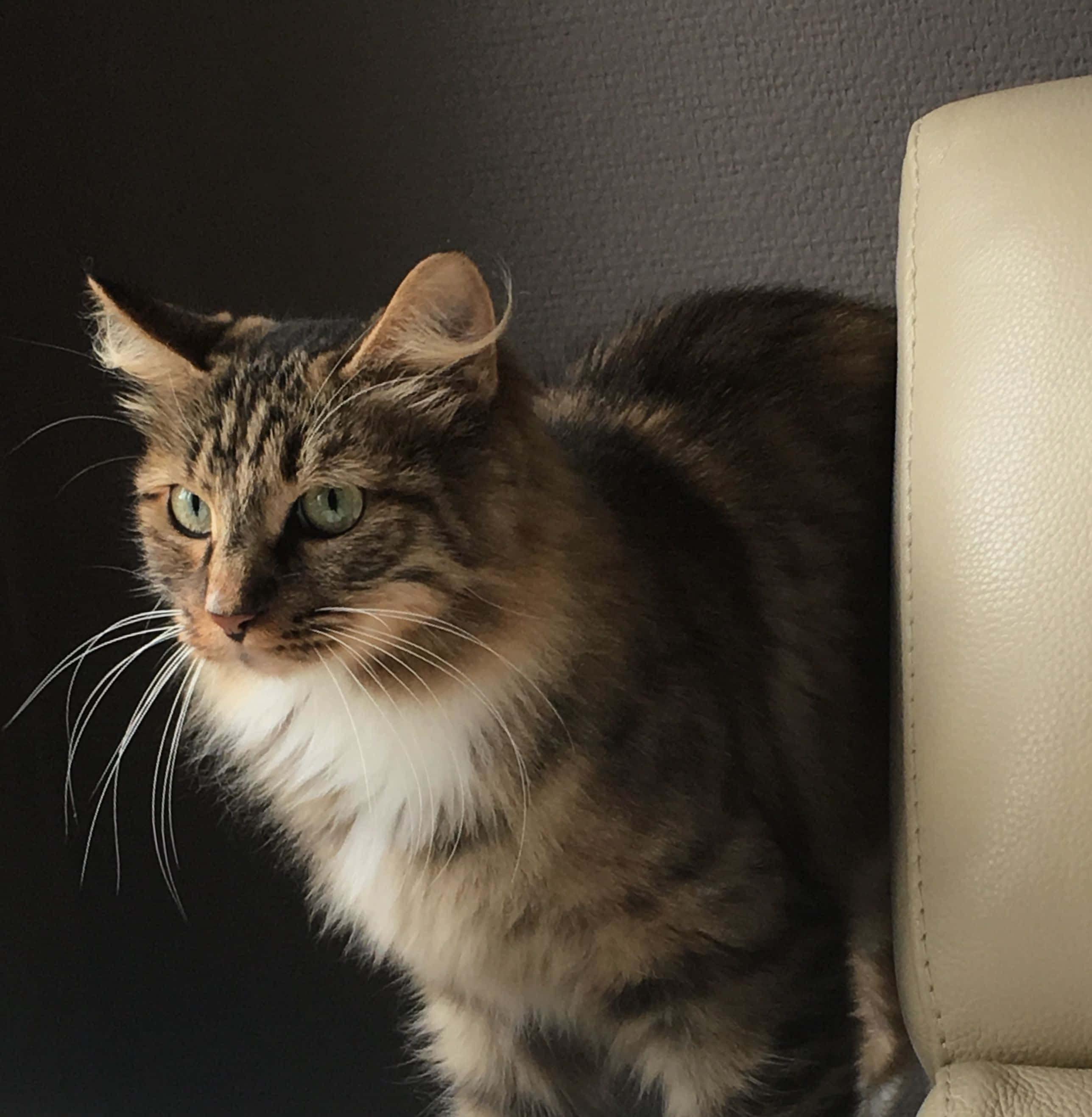 Kurilian Bobtail, tabby cat, green eyes, 2K Phone Wallpaper