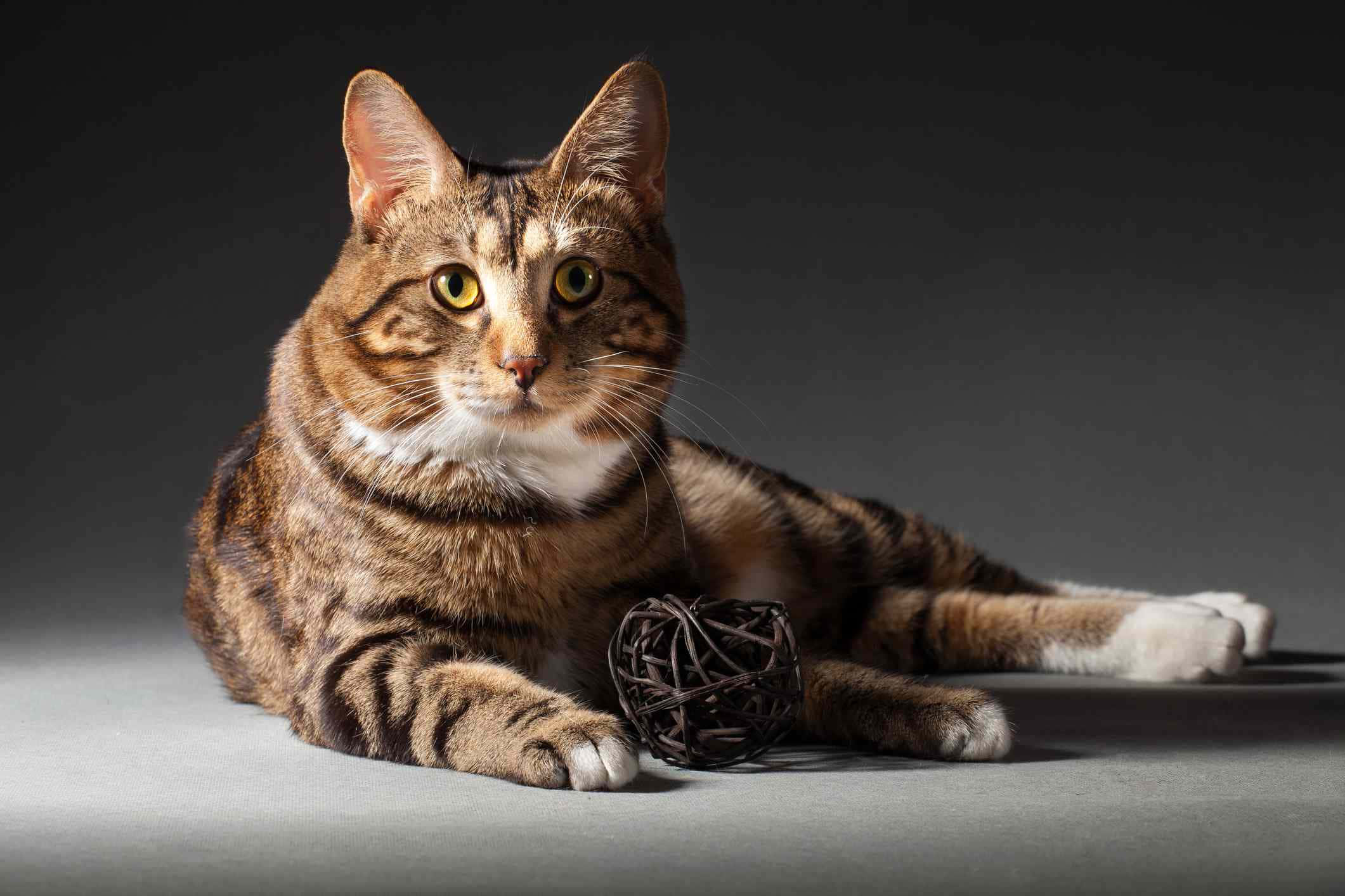 Kurilian Bobtail, tabby cat, yellow eyes, Full HD Desktop Wallpaper