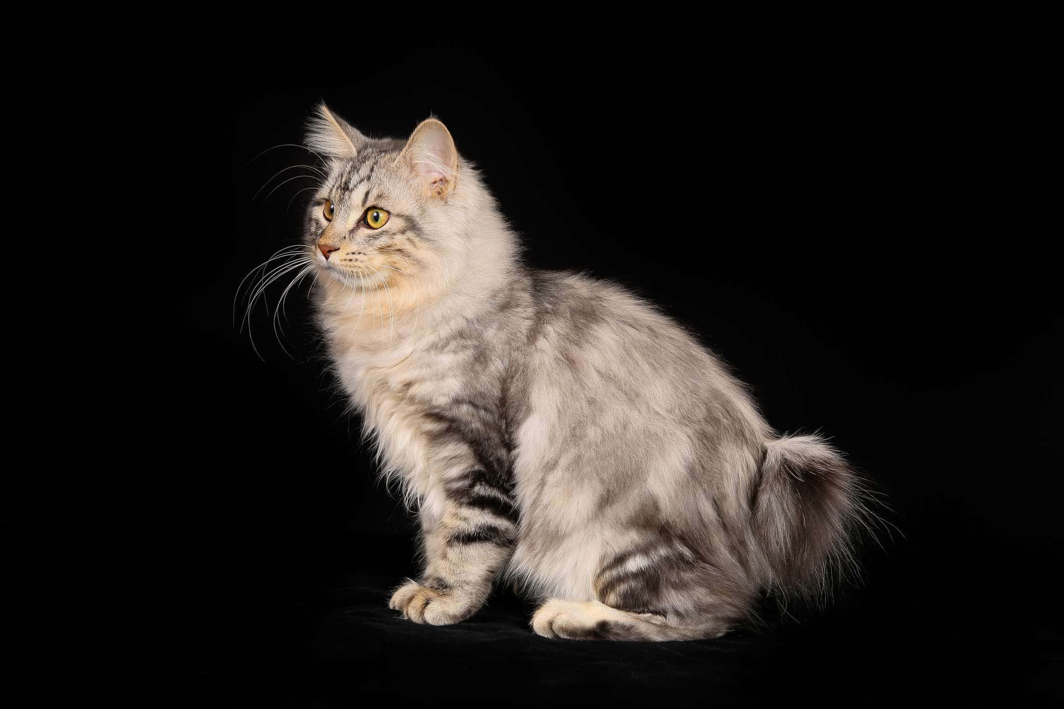 Kurilian Bobtail, silver tabby, yellow eyes, Full HD Desktop Wallpaper