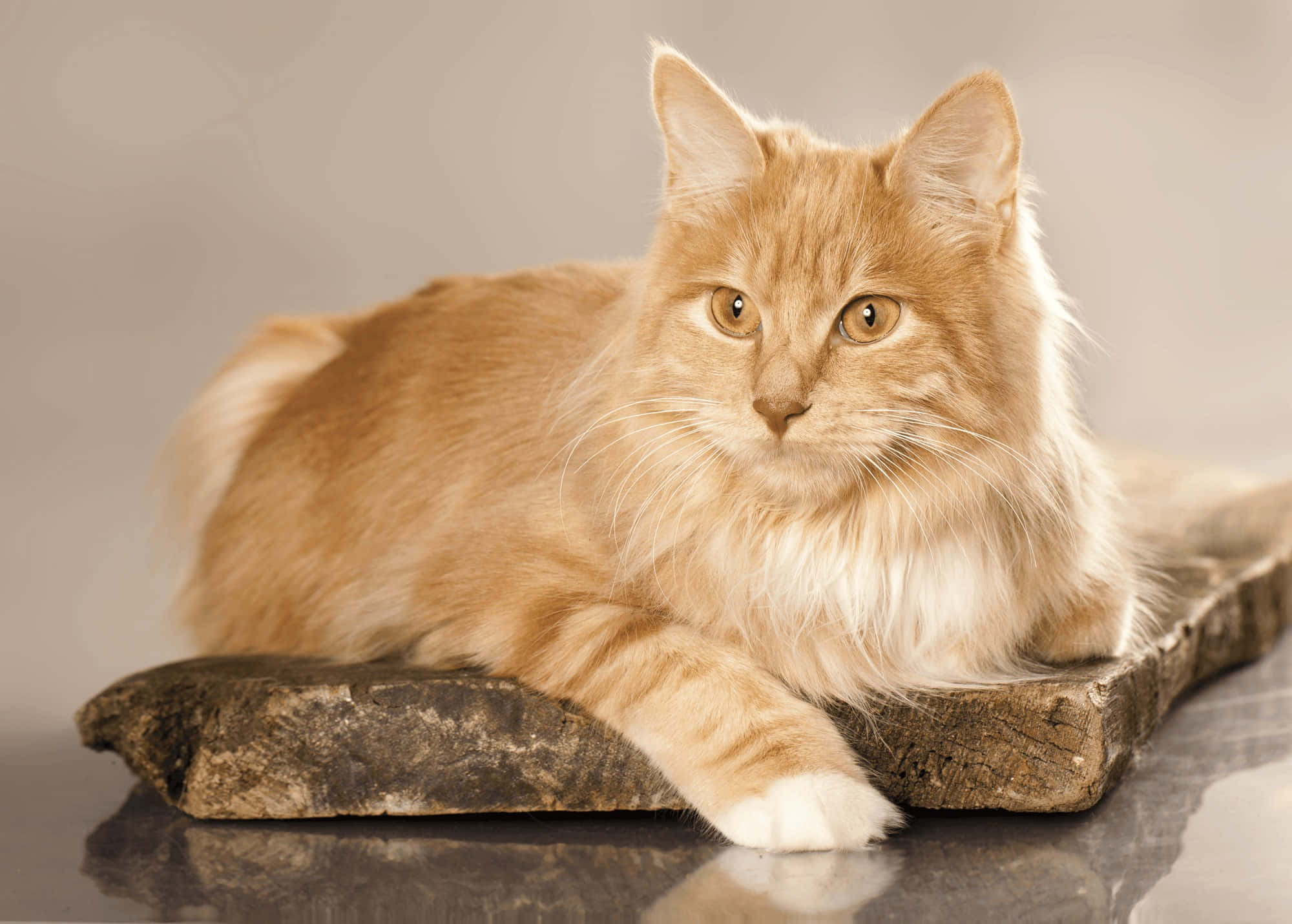 Kurilian Bobtail, ginger, amber eyes, Full HD Desktop Wallpaper