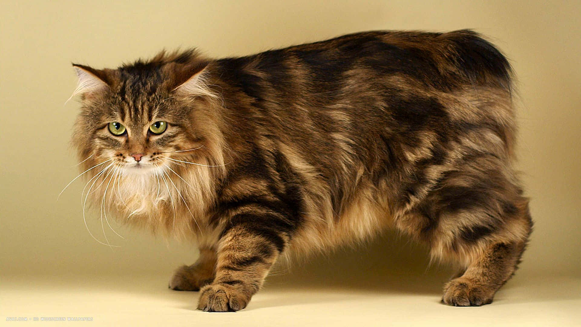 Kurilian Bobtail, long-haired tabby cat, striking green eyes, Full HD Desktop Wallpaper